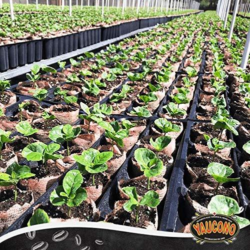 Yaucono Coffee Arabica Medium Roast Ground, Roasted and Bagged in Puerto Rico, 14 Ounce (Pack of 4) - Image 3