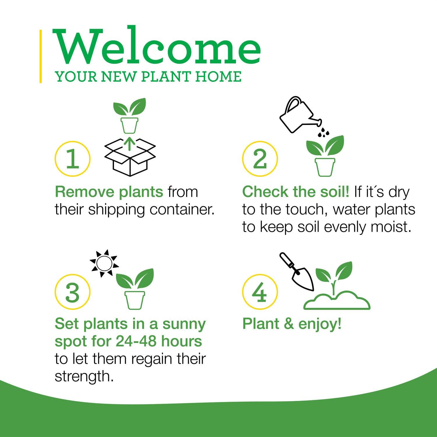 Bonnie PLANTS Husky Cherry Red Tomato Live Vegetable Plants - 4 Pack, Non-GMO, Bite Sized, Disease Resistant - Image 9