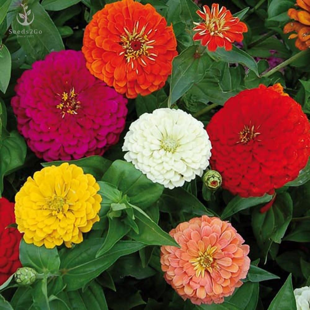 Zinnia - California Giant Mix - Bulk Pack 5,000 Seeds by Seeds2Go - Image 2