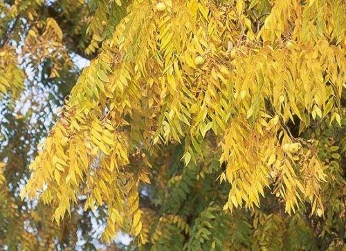 Black Walnut, Juglans Nigra, (Northern Source), Tree 3 Seeds - Image 4