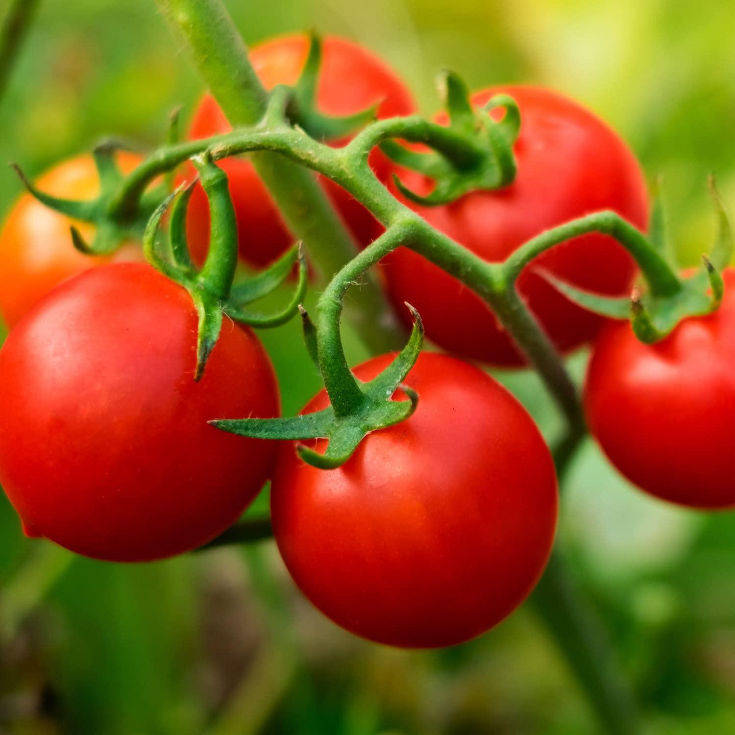 Bonnie PLANTS Husky Cherry Red Tomato Live Vegetable Plants - 4 Pack, Non-GMO, Bite Sized, Disease Resistant - Image 3