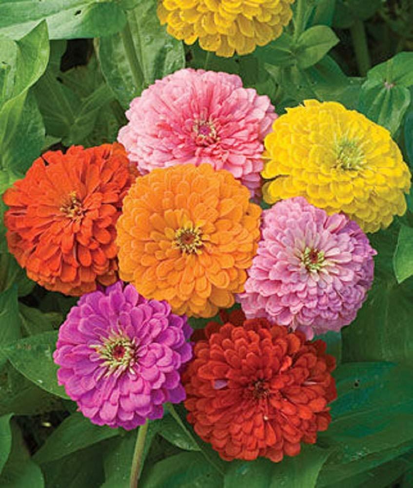 Zinnia - California Giant Mix - Bulk Pack 5,000 Seeds by Seeds2Go - Image 3
