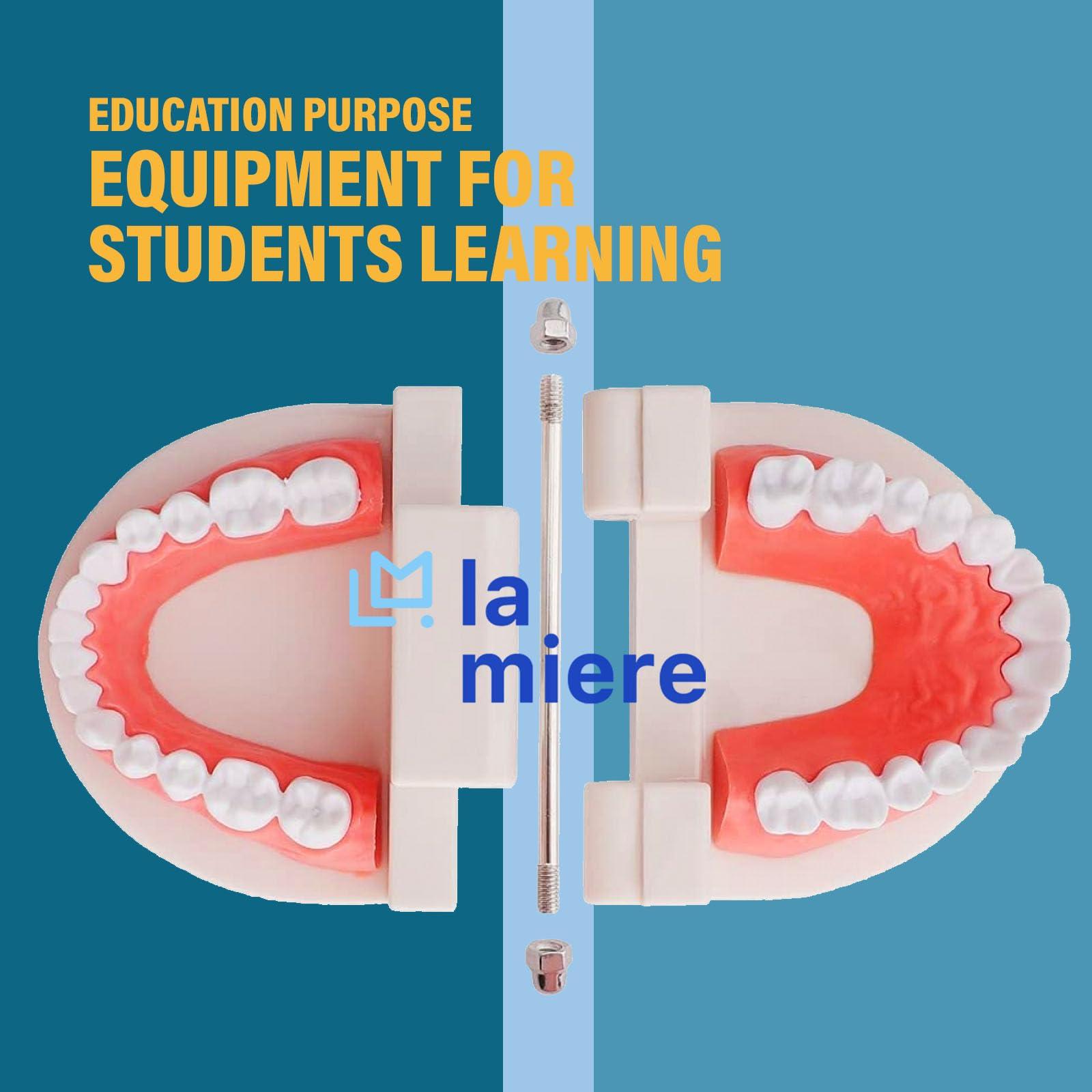 LA MIERE 1 Pack Standard Teeth Model Adult Standard Typodont Demonstration Denture Model for Kids Tooth Dental Teaching, Clean Display, Education, Study (No Wisdom Teeth) Gift Set - Image 4