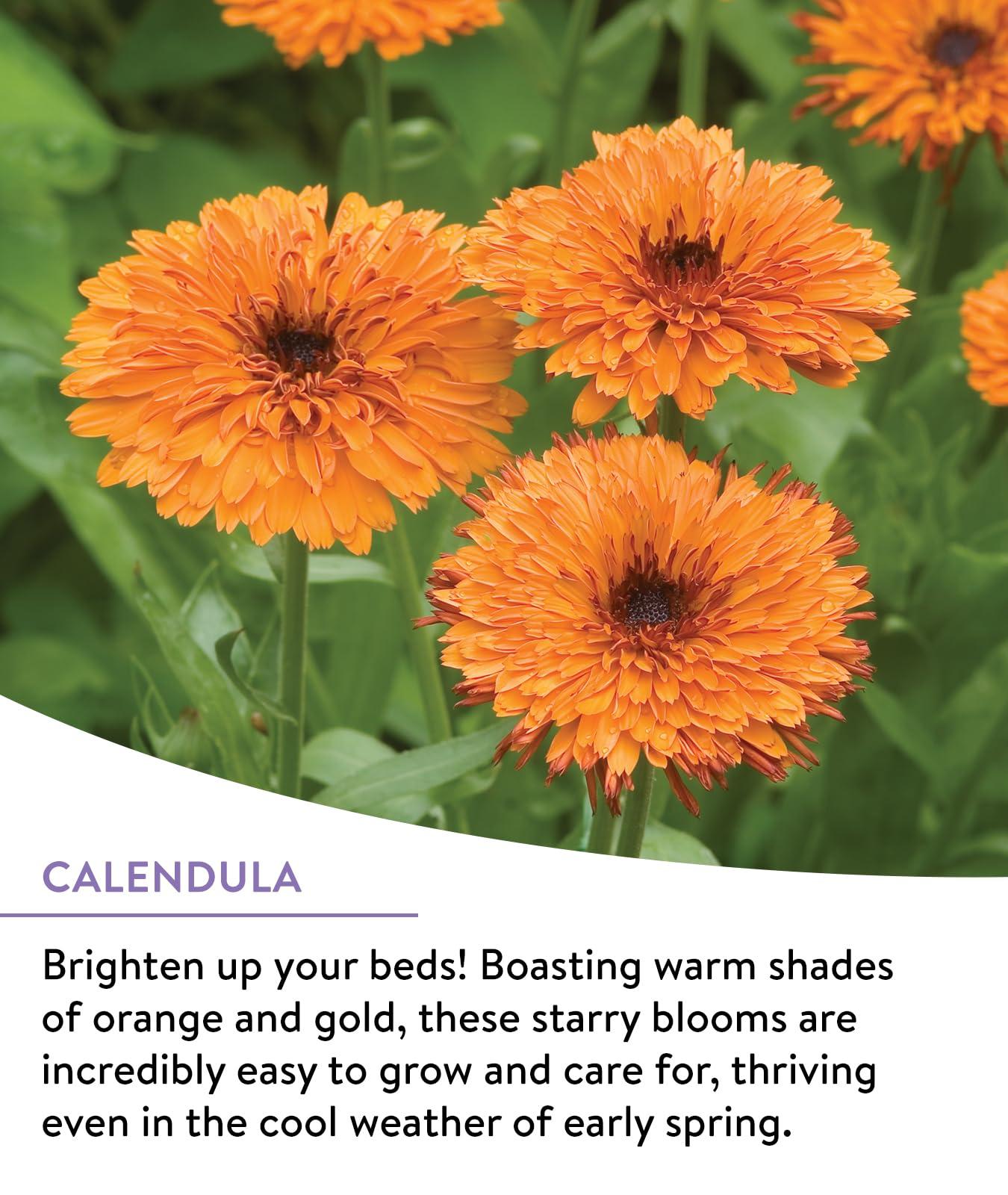 Burpee Wildflower 25,000 Bulk, 1 Bag | 18 Varieties of Non-GMO Flower Seeds Pollinator Garden, Perennial Mix - Image 3