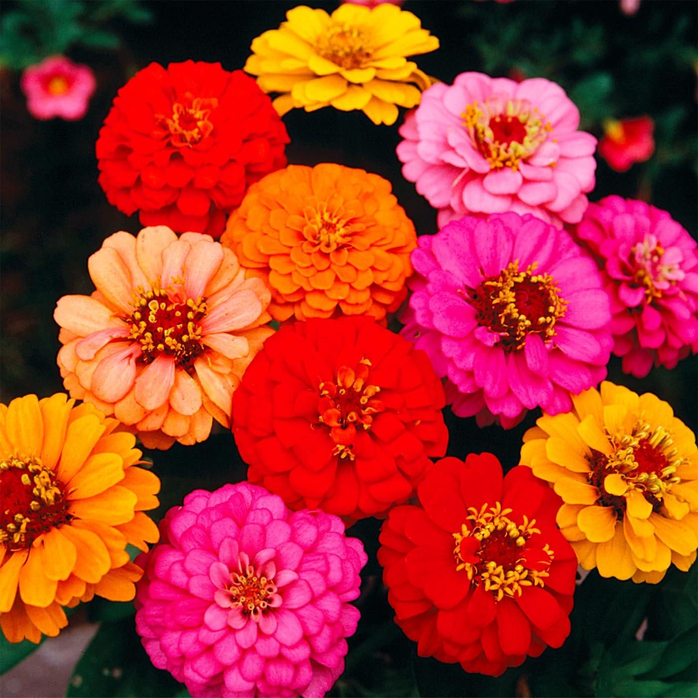 1000+ Crazy Blend Zinnia Seeds for Planting Zinnia Elegans Heirloom Open Pollinated & Untreated Mixed Color Zinnia Flowers - Image 7