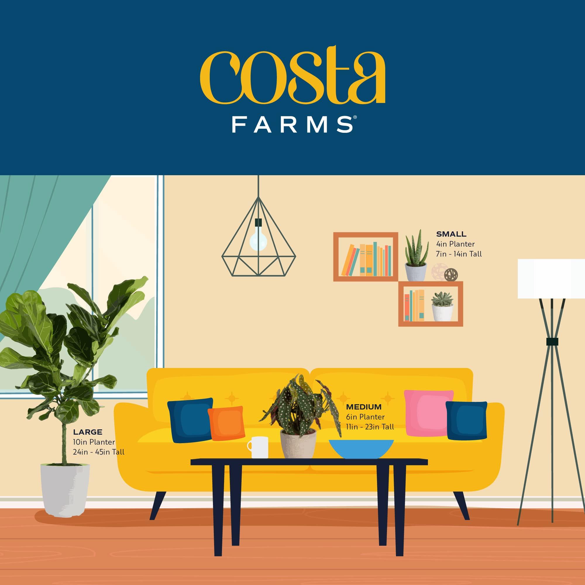 Costa Farms Golden Pothos Live Plant, Easy Care Indoor House Plant in Modern Decor Planter Pot, Potting Soil, Natural Air Purifier Houseplant, Housewarming Gift, Home Decor, Room Decor, 10-Inches Tall - Image 9