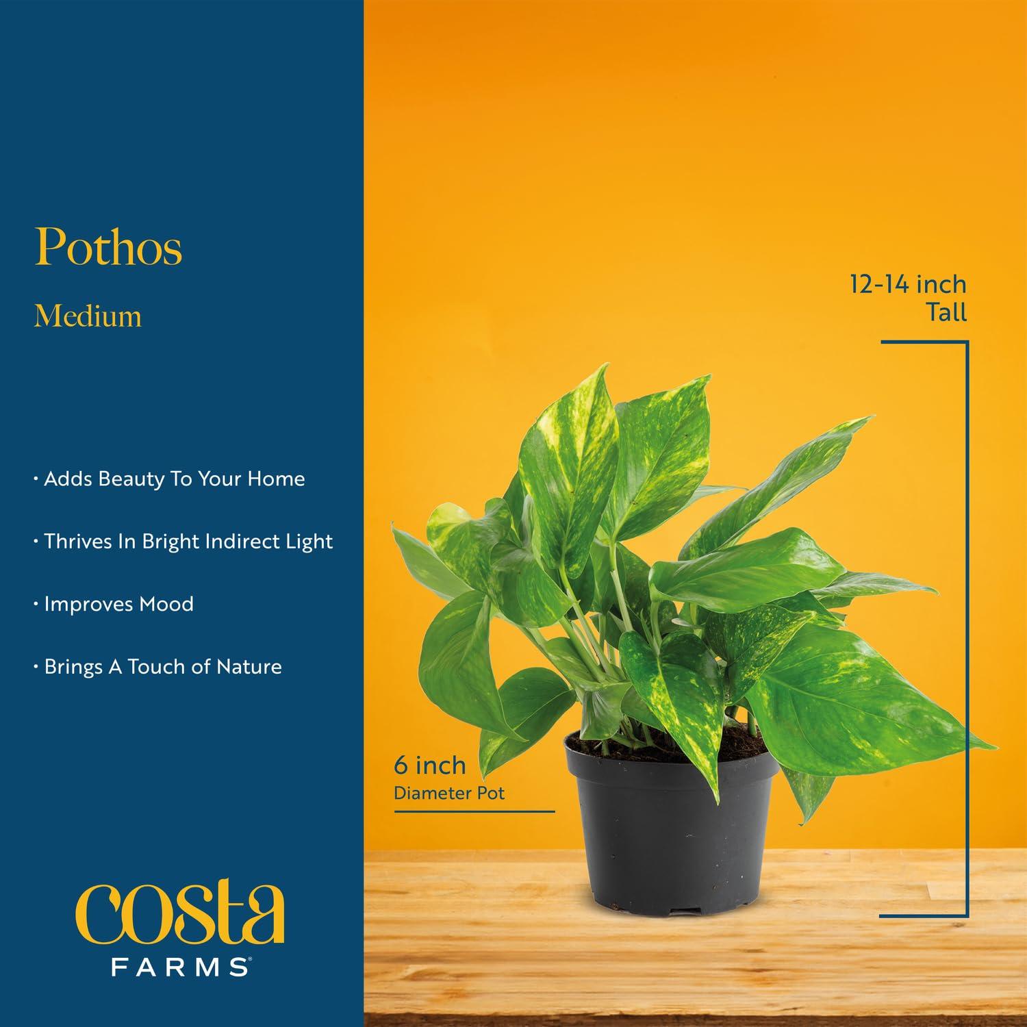 Costa Farms Golden Pothos Live Plant, Easy Care Indoor House Plant in Modern Decor Planter Pot, Potting Soil, Natural Air Purifier Houseplant, Housewarming Gift, Home Decor, Room Decor, 10-Inches Tall - Image 4