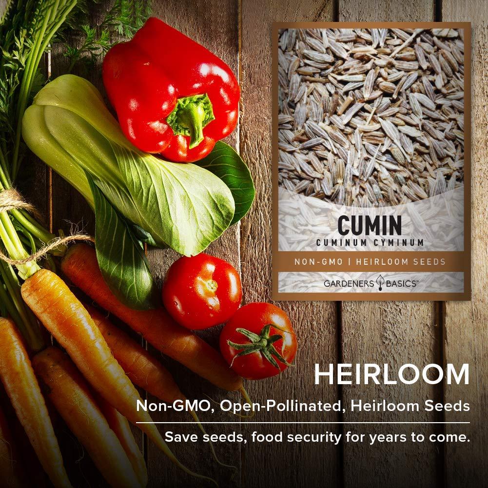 Gardeners Basics, Cumin Seeds for Planting is A Heirloom, Non-GMO Herb Variety- Cuminum Cyminum Herb Seeds Great for Indoor and Outdoor Gardening - Image 6