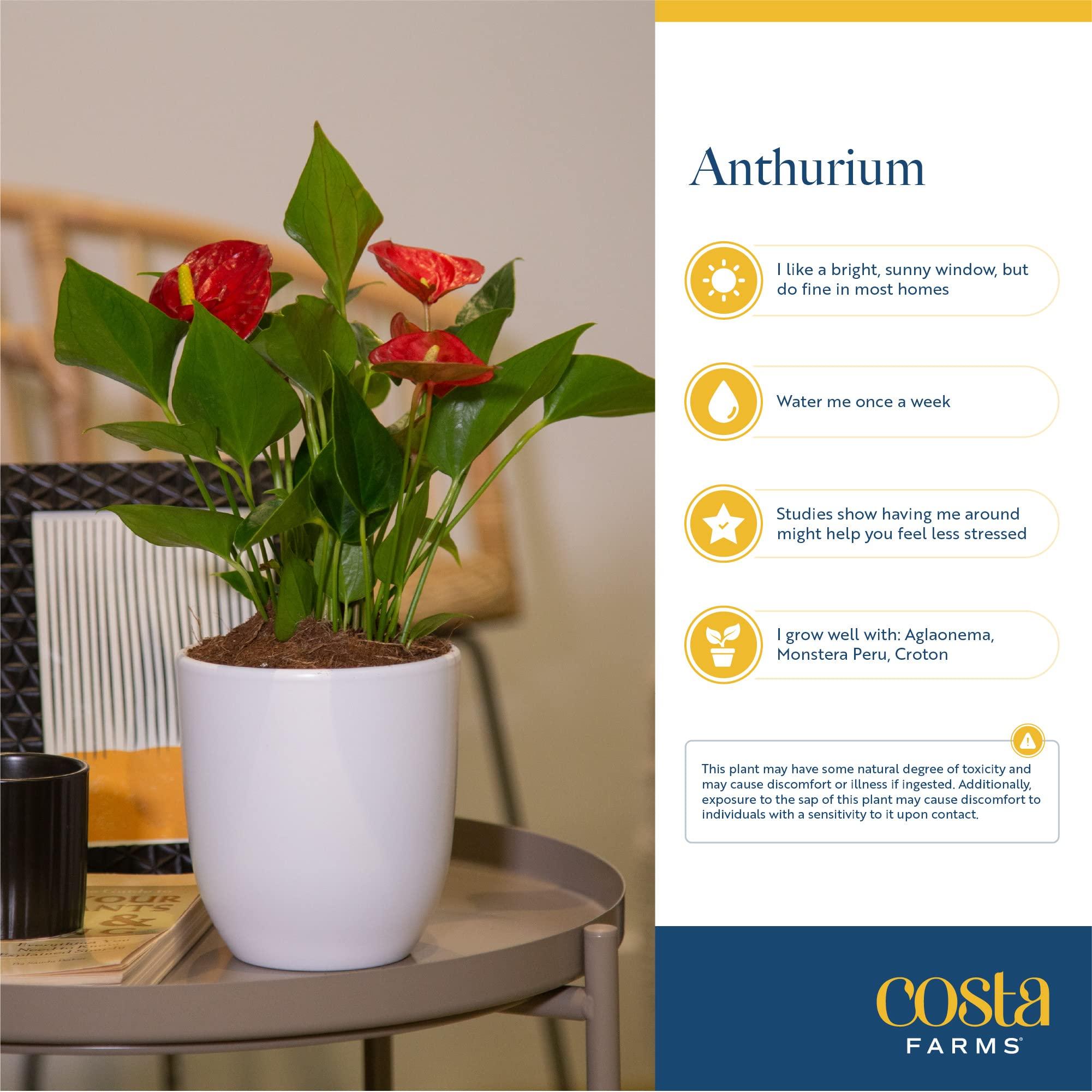 Costa Farms Anthurium Live Plant, 12-Inches Tall, Flowering Indoor Houseplant with Red Flowers in 4-Inch Cute Decor Pot, Unique Gift for Office, Home, Room Decor - Image 7