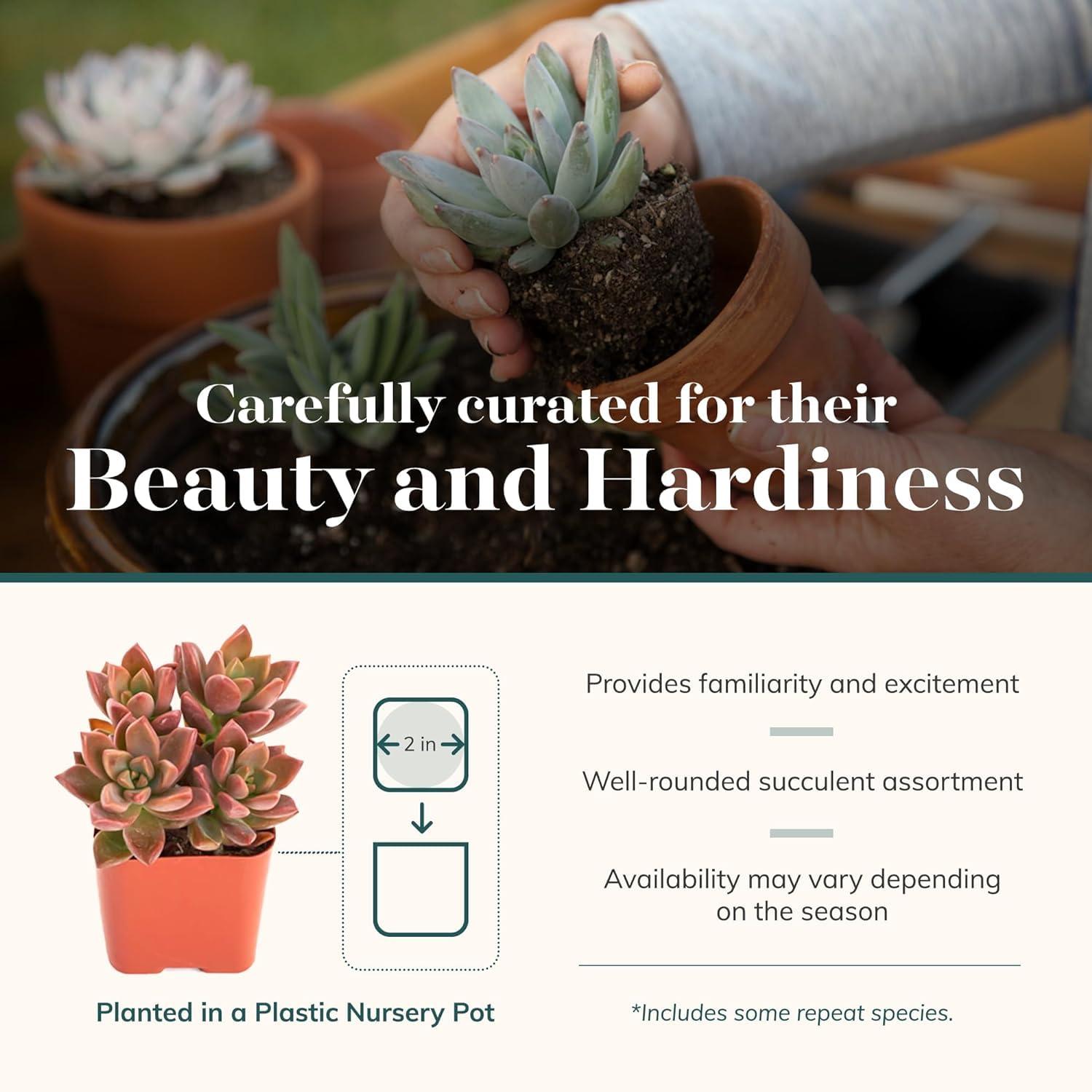 Shop Succulents Assorted Succulent Plant Pack Bulk Collection - Live Mini Succulent Plants, Low Maintenance, Mixture of Colors & Textures - Wedding and Party Favors, Gift & Garden, Pack of 20 - Image 4
