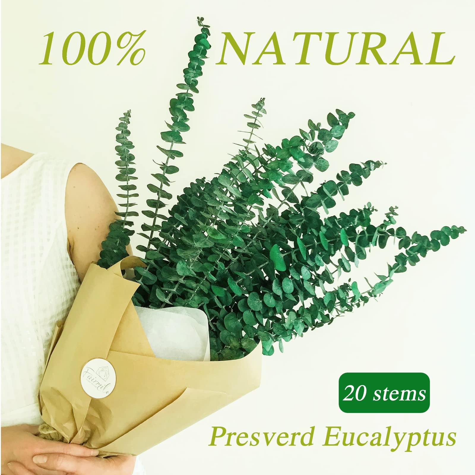 20 Pcs Preserved Dried Eucalyptus Stems, 17" Natural Fresh Eucalyptus Branches for Shower, Real Plant for Vase Filler, Dried Flowers Arrangement, Floral Home Decor - Image 4