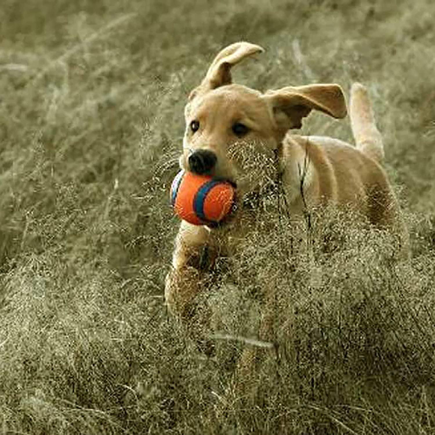 Chuckit! Dog Fetch Toy Ultra Ball Durable Rubber Fits Launcher Small 4 Balls - Image 6