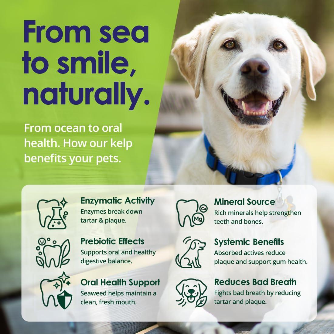 NuLife Natural Pet Health Dog Teeth Cleaning Powder, Dog Plaque and Tartar Remover, Bad Breath Treatment for Dogs with USDA Organic Sea Kelp Powder, Dog Dental Care Made Easy, for All Ages, 12 oz - Image 7