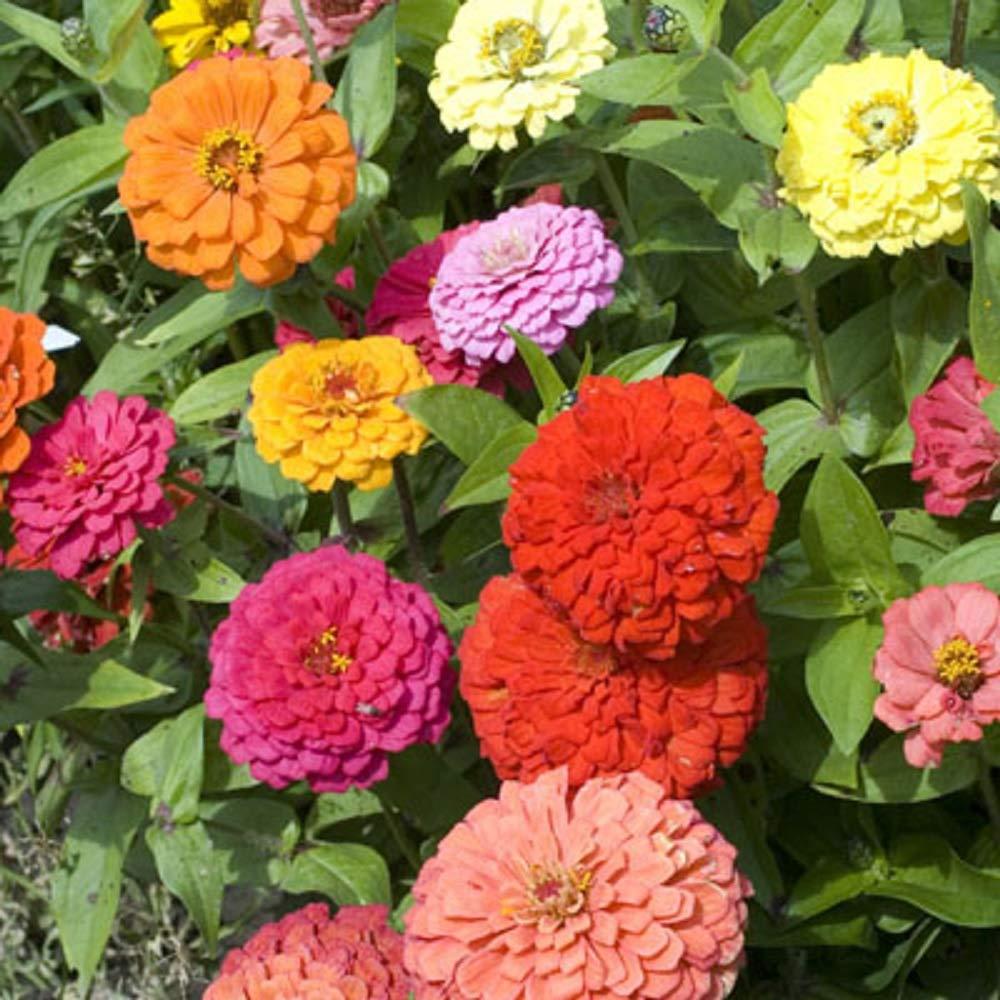 Zinnia - California Giant Mix - Bulk Pack 5,000 Seeds by Seeds2Go - Image 4