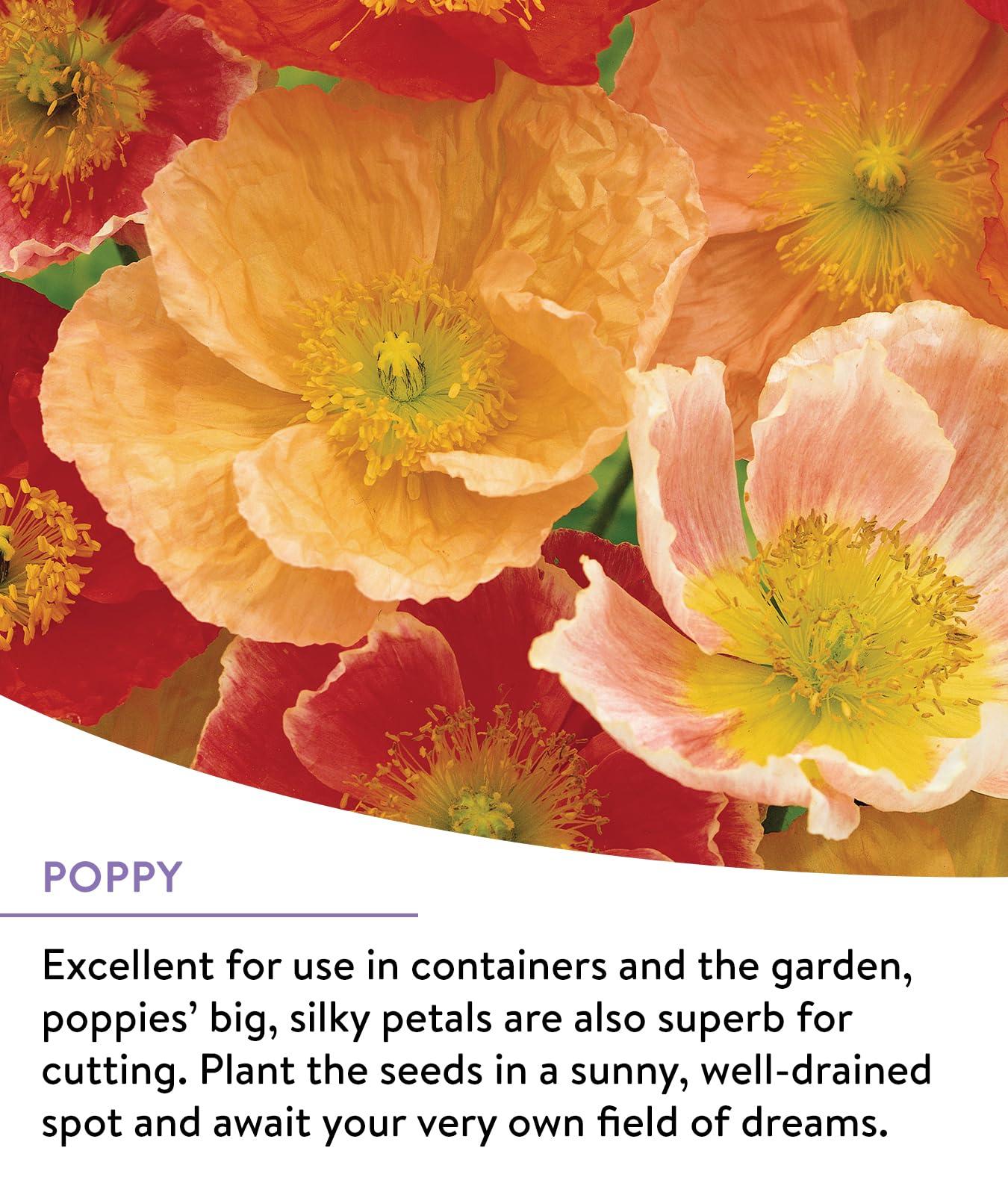 Burpee Wildflower 25,000 Bulk, 1 Bag | 18 Varieties of Non-GMO Flower Seeds Pollinator Garden, Perennial Mix - Image 4