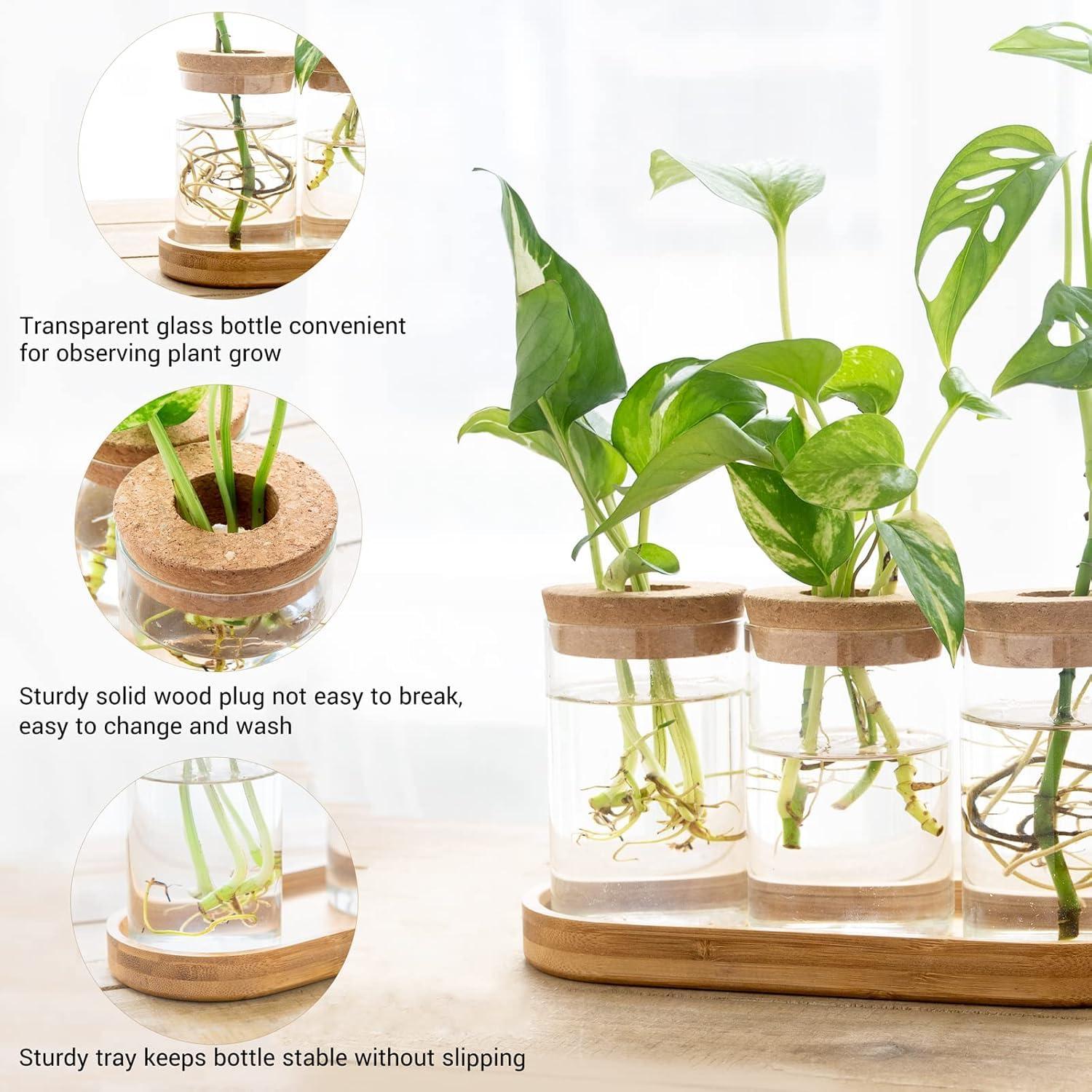 Dahey Plant Propagation Terrarium Desktop Glass Planter Station Water Planting Glass Vase with Lid and Wooden Stand for Propagating Hydroponic Plants Centerpiece Office Home Garden Decor, 4 Pcs - Image 6