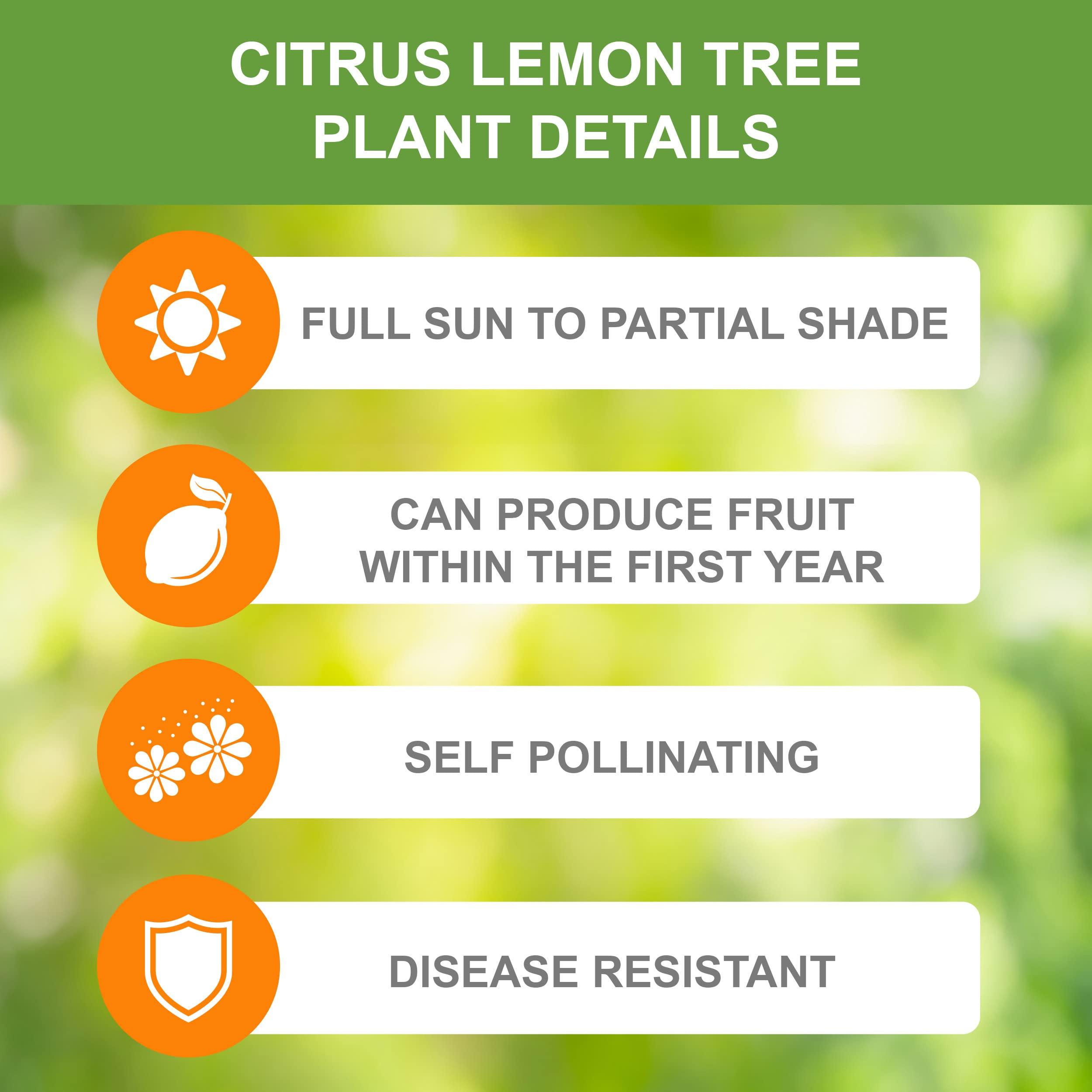 Garden State Bulb Meyer Lemon Tree, Citrus Live Plant (1 Gallon Growers Pot) Cannot Ship FL, AZ, CA, TX, LA - Image 4