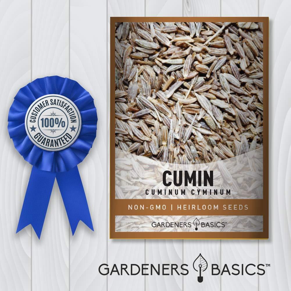 Gardeners Basics, Cumin Seeds for Planting is A Heirloom, Non-GMO Herb Variety- Cuminum Cyminum Herb Seeds Great for Indoor and Outdoor Gardening - Image 4