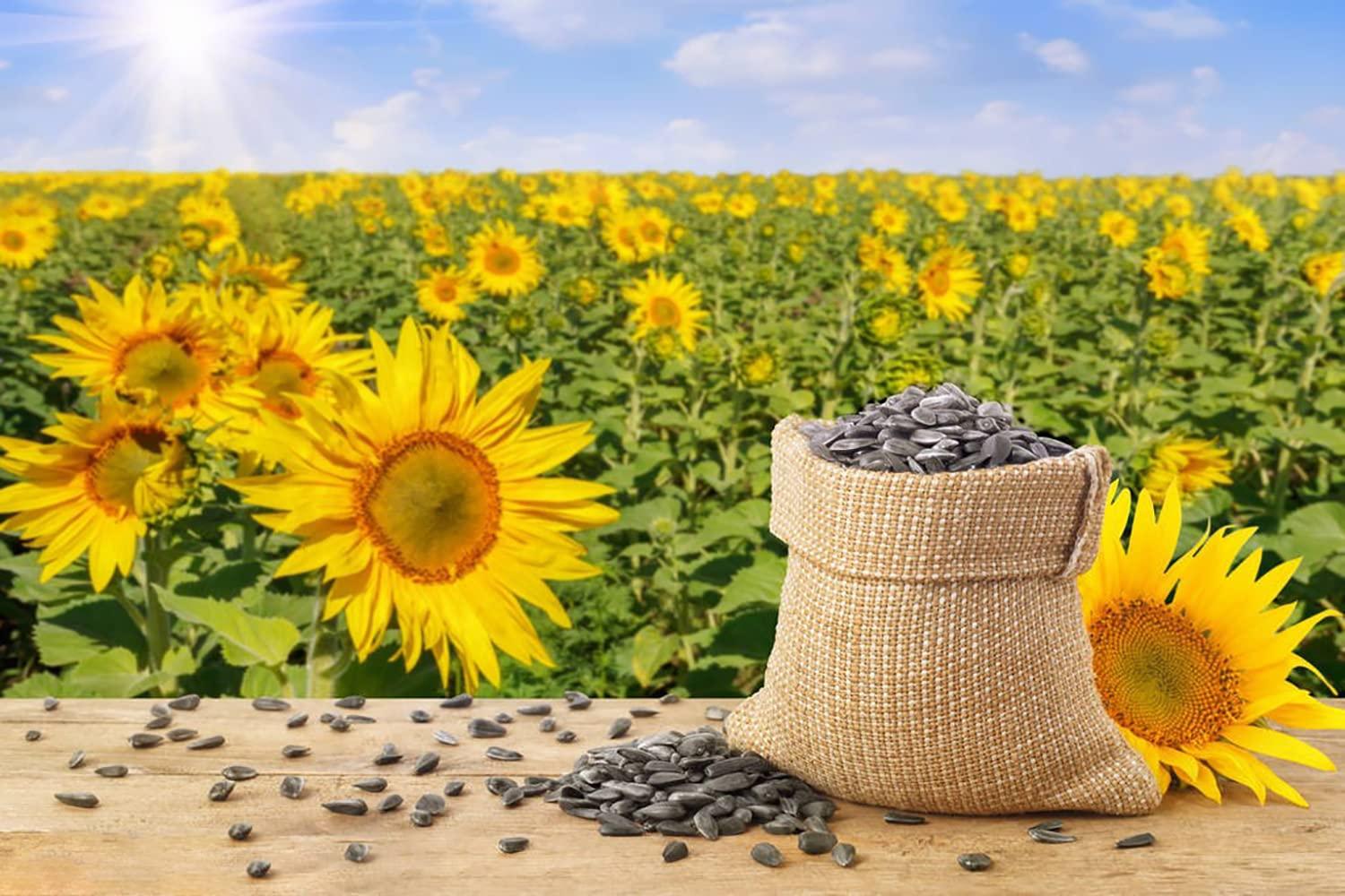 1000+ Sunflower Seeds for Planting Heirloom Non-GMO, Bulk Package of 15 Varieties Mix Seeds, Individually Packaged, Attracts Pollinators (Helianthus annuus) - Image 6