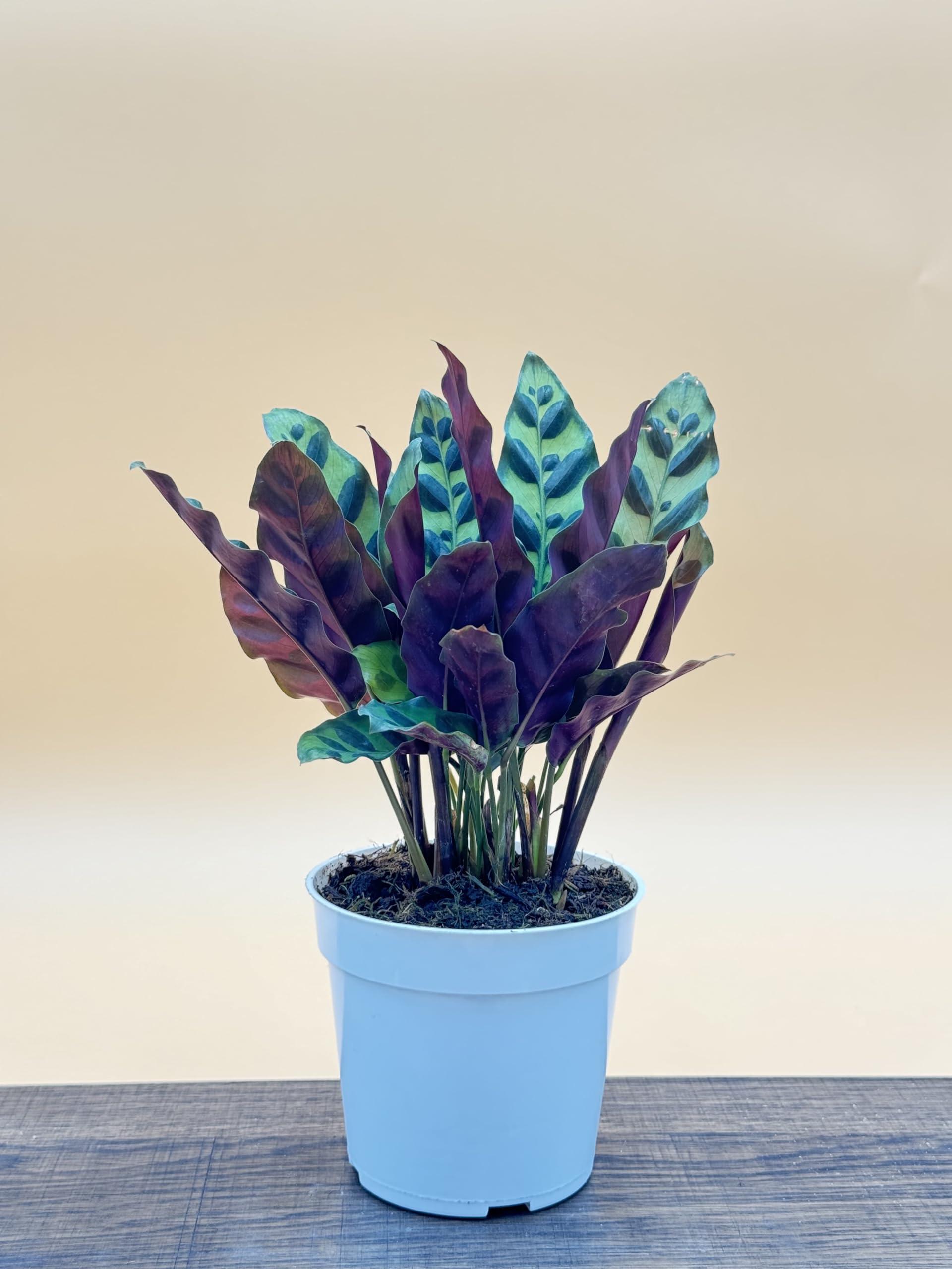 Rattlesnake Calathea Live Plant - Air Purifier, Colorful House Plant, Ideal for Home Decor and Room Decor - Calathea Rattlesnake for Indoor Plants, Calathea Lancifolia Prayer Plant - Image 2