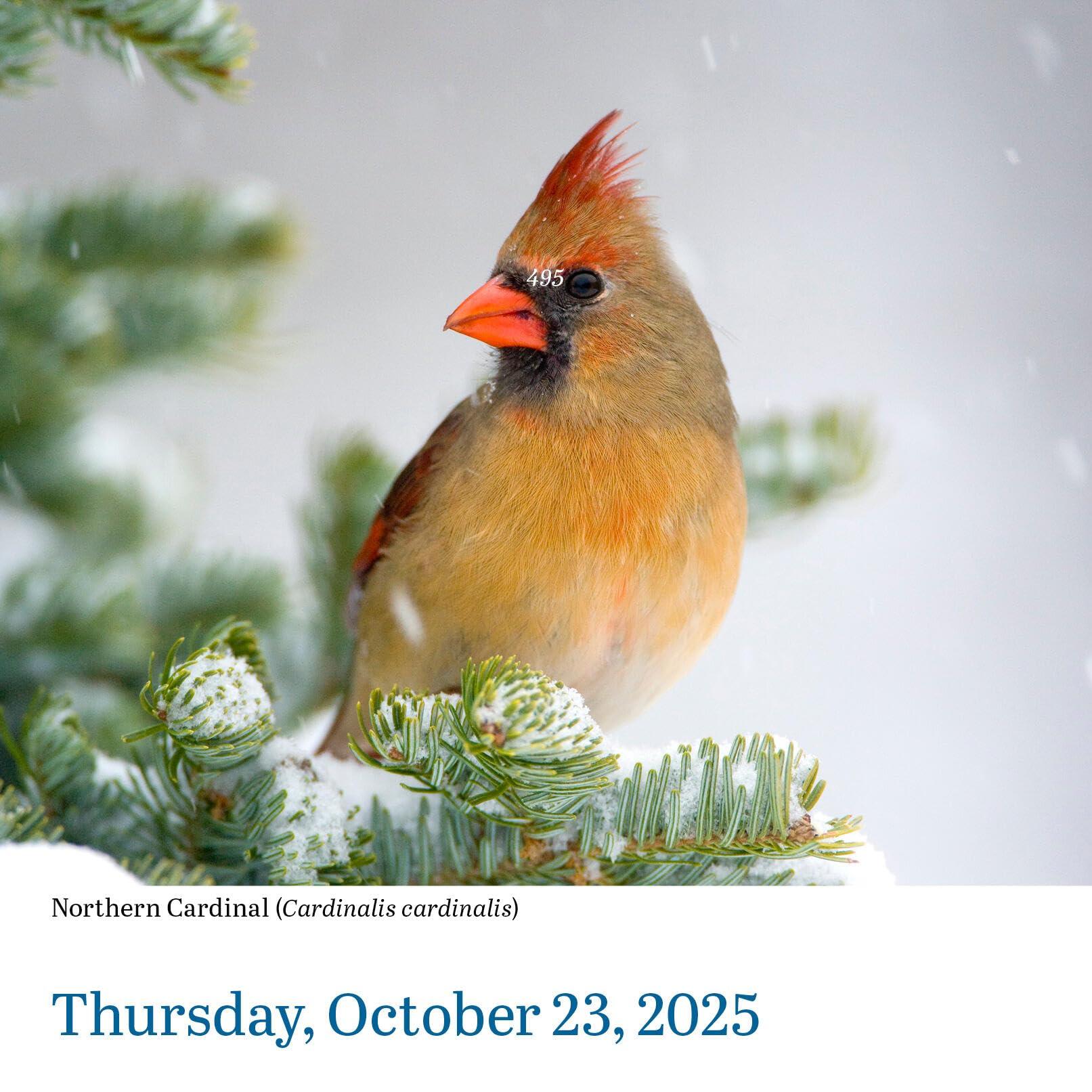 Audubon Birds Page-A-Day® Calendar 2025: The World's Favorite Bird Calendar - Image 7