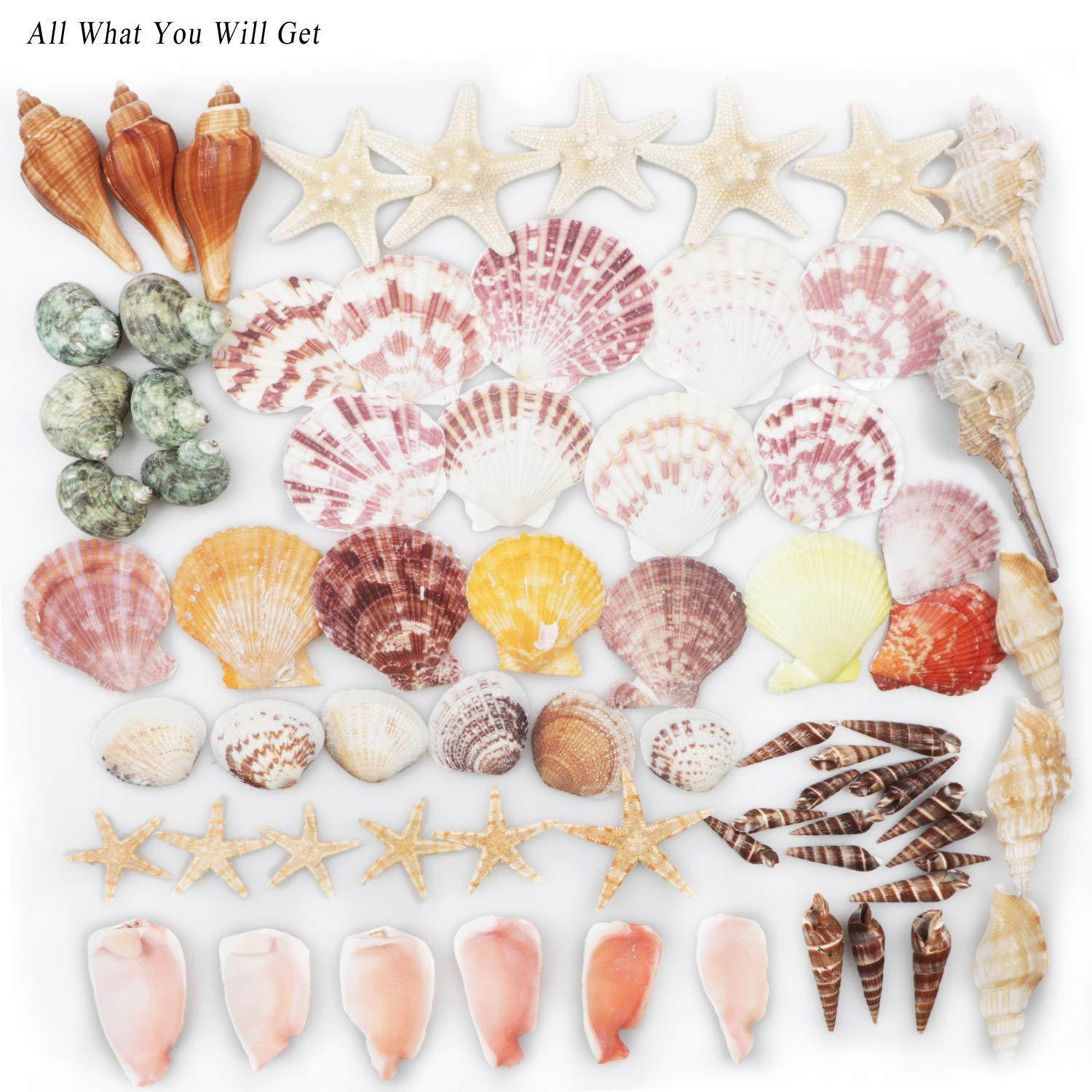 Sea Shells Mixed Beach Seashells 9 Kinds 1.2"-3.5 "Various Sizes Natural Seashells and 2 Kinds of Natural Starfish for Beach Themed Party DIY Crafts Fishtank Vase Fillers Home Wedding Decorations - Image 4