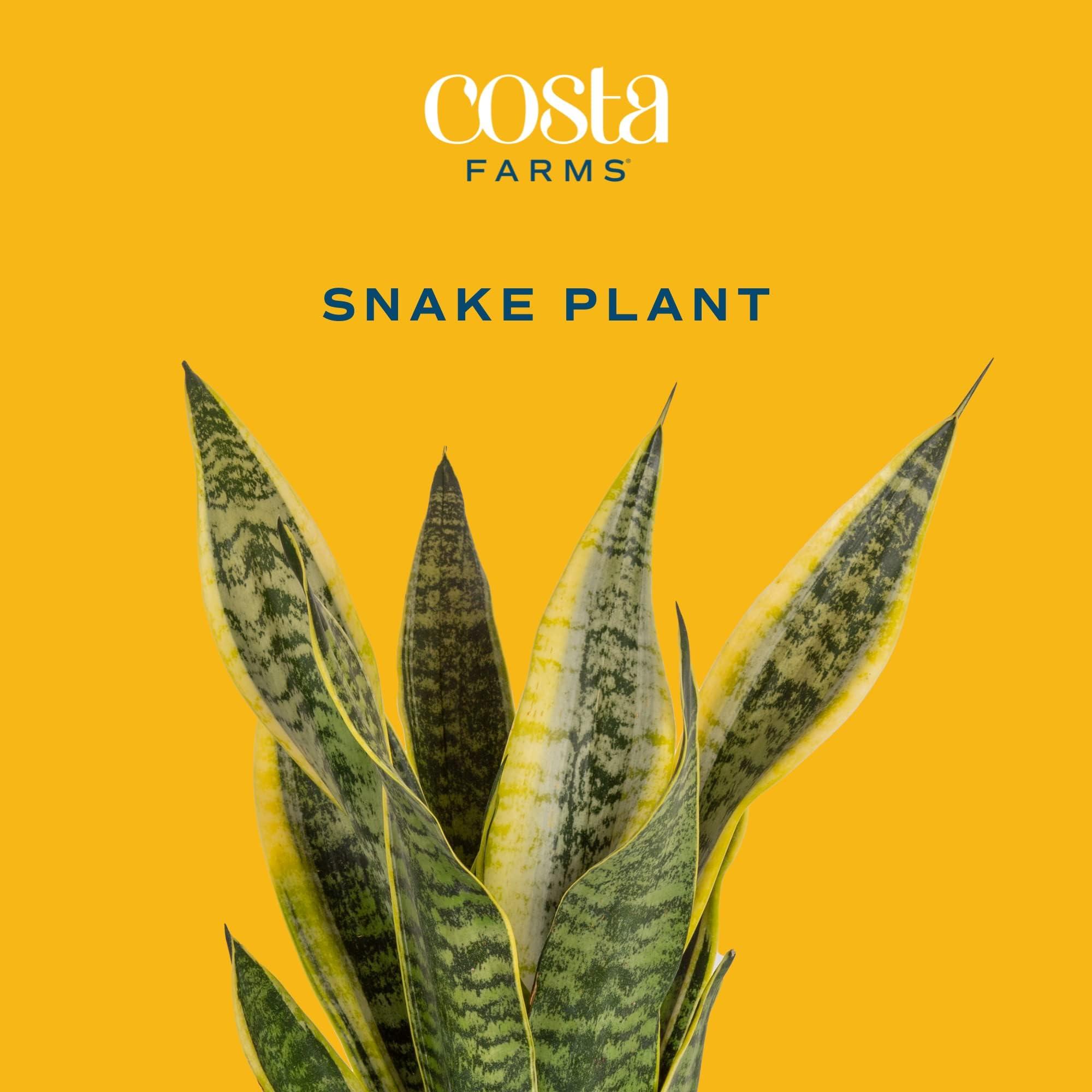 Costa Farms Snake, Sansevieria White-Natural Decor Planter Live Indoor Plant, 12-Inch Tall, Grower's Choice, Green, Yellow - Image 4