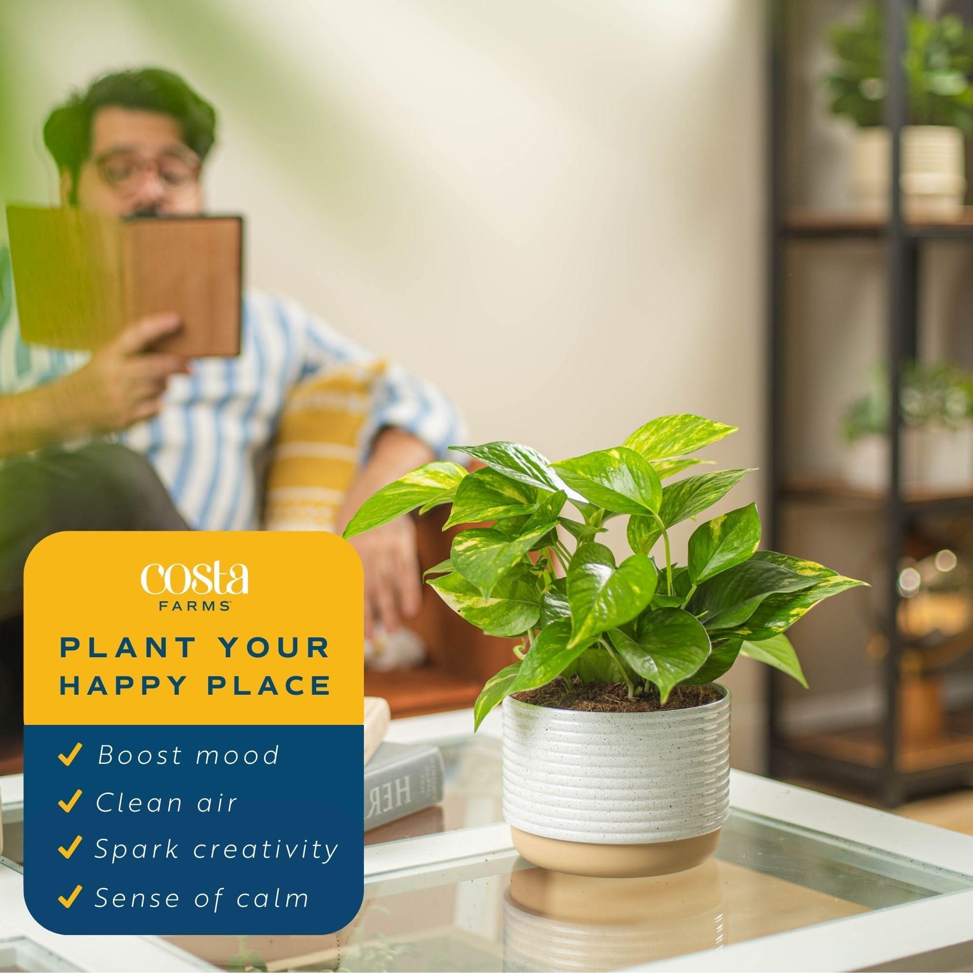 Costa Farms Live Pothos Plant, 10-Inches Tall, Easy to Grow Indoor Houseplant in 6-Inch Houseplant Pot, Vining, Trailing, Climbing Plant, Office, Desk or Home Décor - Image 4