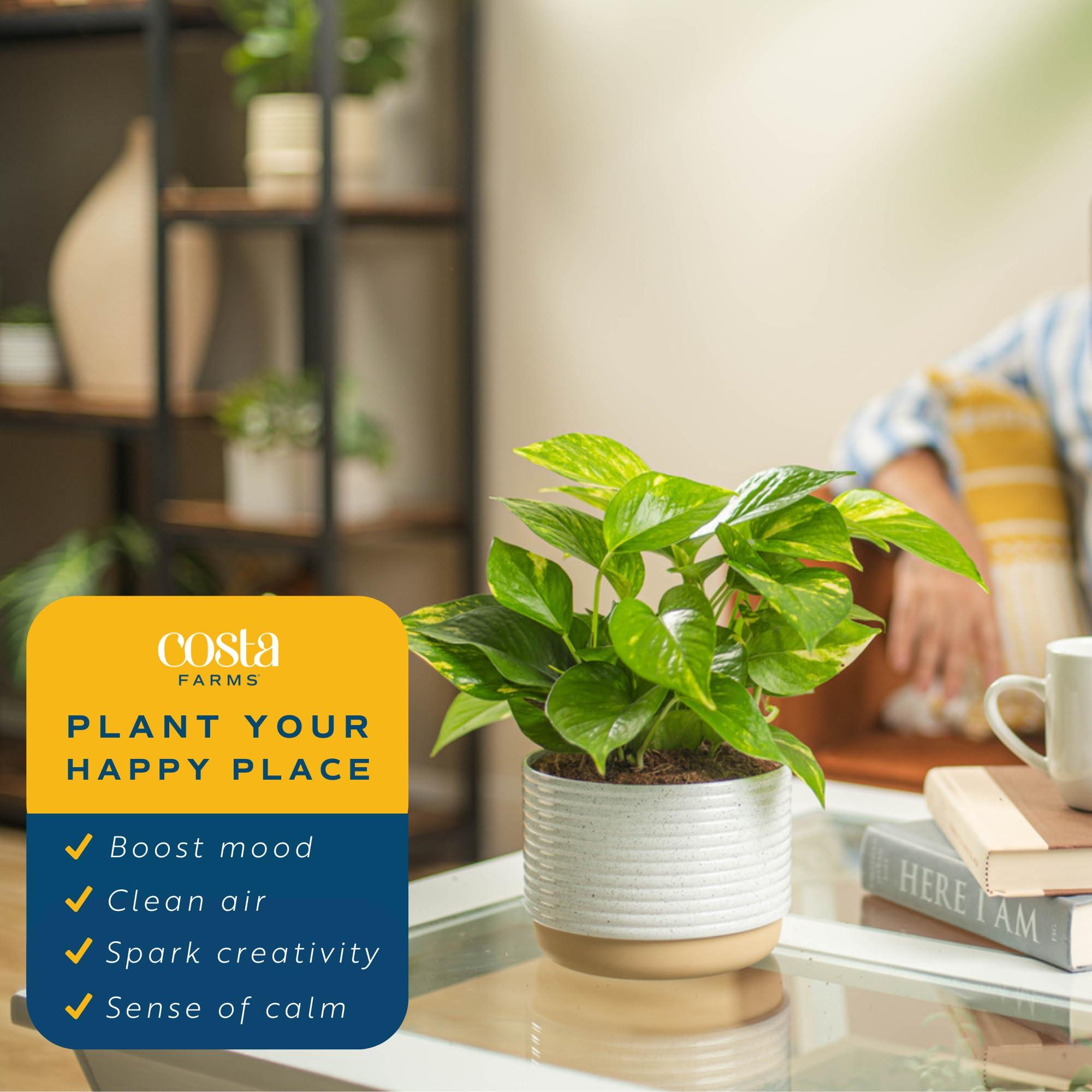 Costa Farms Golden Pothos Live Plant, Easy Care Indoor House Plant in Modern Decor Planter Pot, Potting Soil, Natural Air Purifier Houseplant, Housewarming Gift, Home Decor, Room Decor, 10-Inches Tall - Image 5