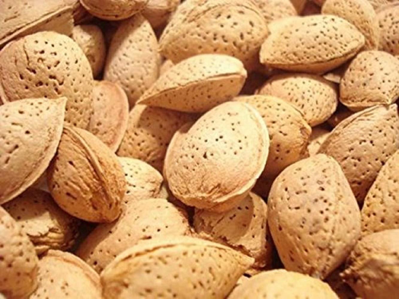 Natural In Shell Raw California Almonds (2 Lbs.) - Pure Goodness Bursting with Natural Flavors - Vegan & Keto Friendly - Healthy for Snacking - Farm Fresh Nuts Brand - Image 4