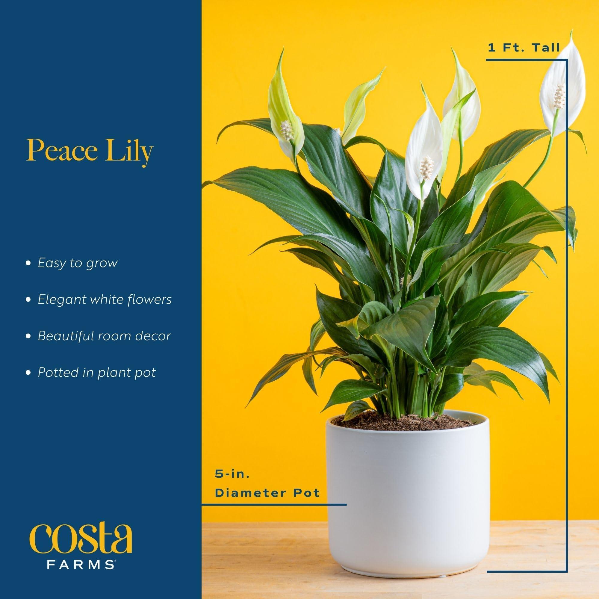 Costa Farms Peace Lily, Live Indoor Plant with Flowers, Easy to Grow Houseplant in Decorative Pot, Potting Soil, Thinking of You, Get Well Soon Gift, Room Decor, 1 Foot Tall - Image 3