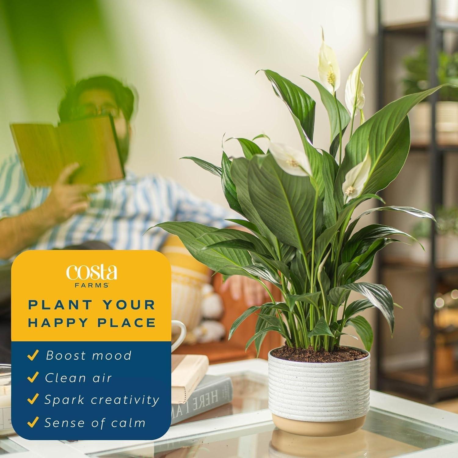 Costa Farms Peace Lily, Live Indoor Plant with Flowers, Easy to Grow Houseplant in Decorative Pot, Potting Soil, Thinking of You, Get Well Soon Gift, Room Decor, 1 Foot Tall - Image 5