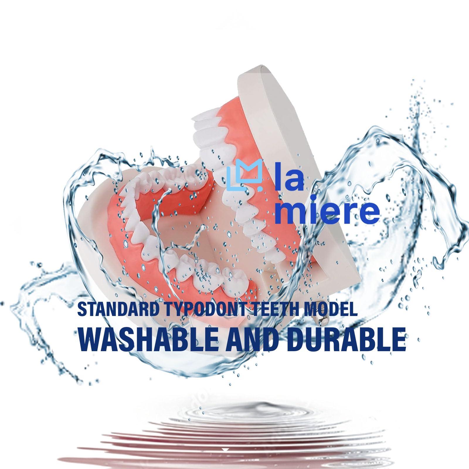 LA MIERE 1 Pack Standard Teeth Model Adult Standard Typodont Demonstration Denture Model for Kids Tooth Dental Teaching, Clean Display, Education, Study (No Wisdom Teeth) Gift Set - Image 2