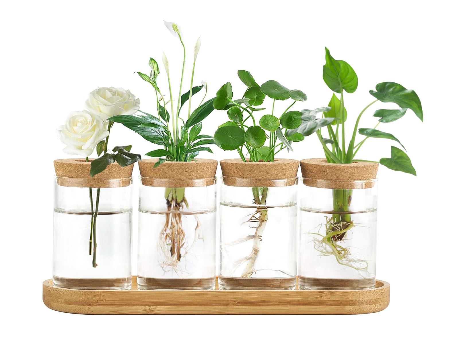 Dahey Plant Propagation Terrarium Desktop Glass Planter Station Water Planting Glass Vase with Lid and Wooden Stand for Propagating Hydroponic Plants Centerpiece Office Home Garden Decor, 4 Pcs