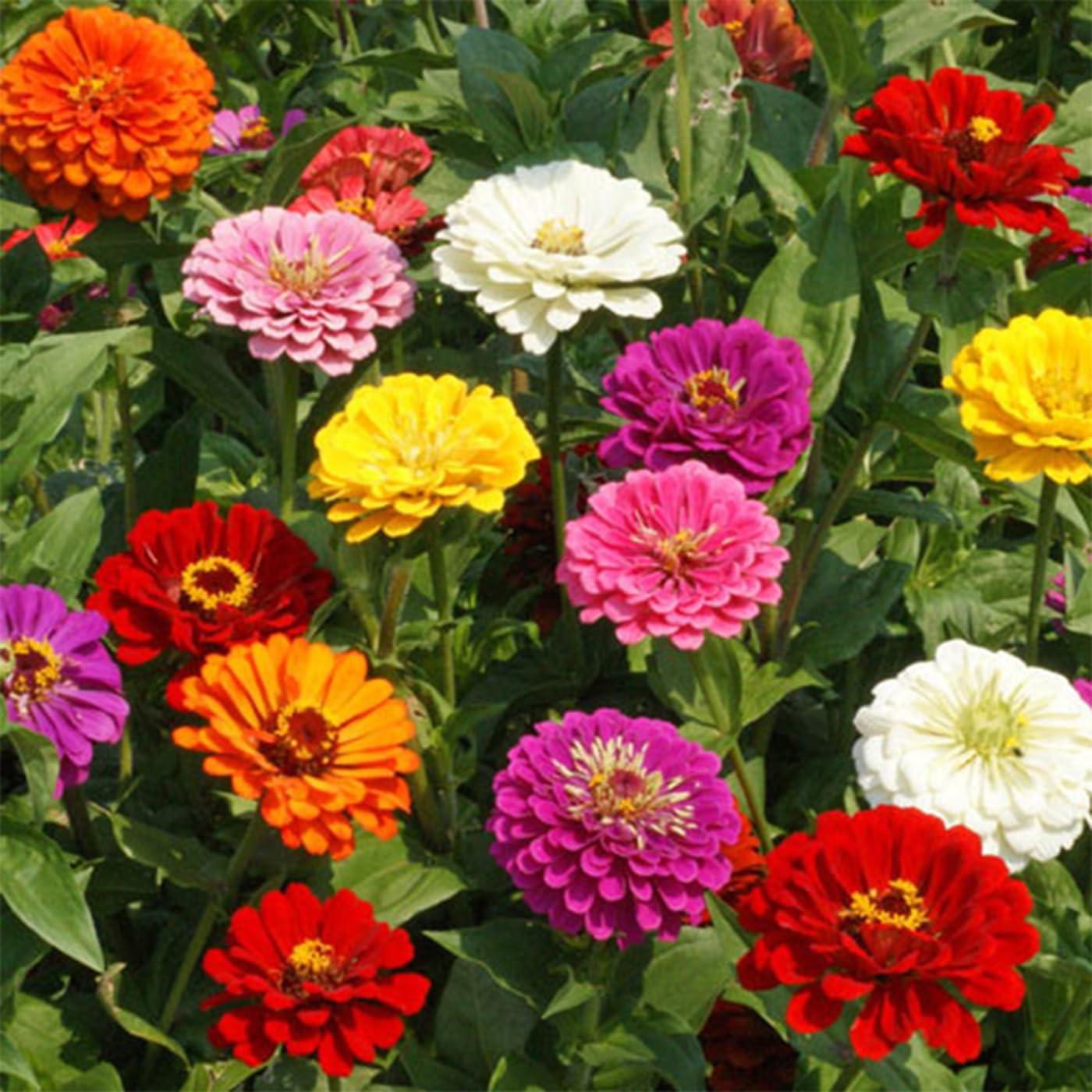 1000+ Crazy Blend Zinnia Seeds for Planting Zinnia Elegans Heirloom Open Pollinated & Untreated Mixed Color Zinnia Flowers - Image 9