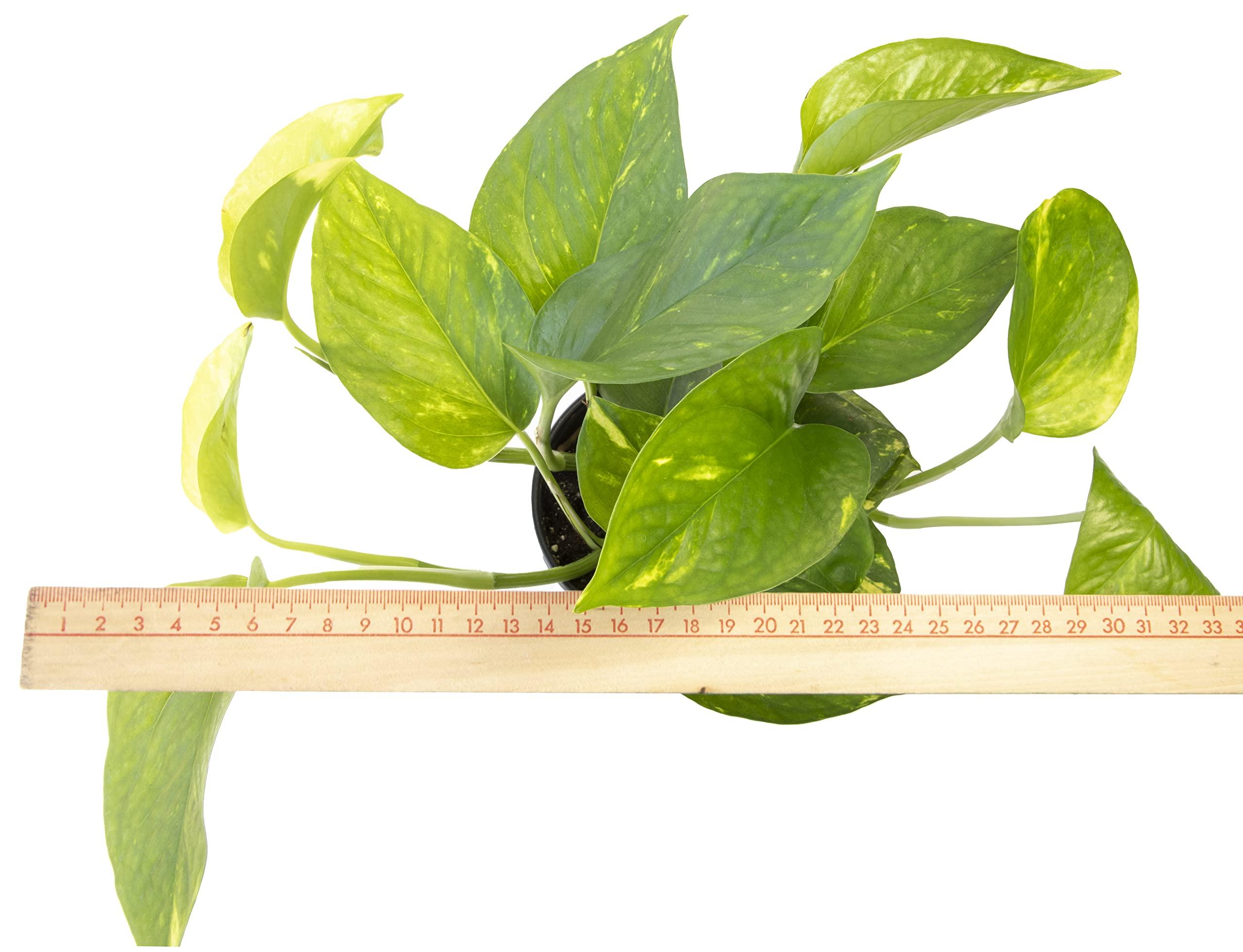 Essential Houseplant Collection (3PK) Live Plants Indoor Plants Live Houseplants in Plant Pots, Easy House Plants Indoors Live, Snake Plant, Pothos in Potting Soil, Clean Air Plants by Altman Plants - Image 6