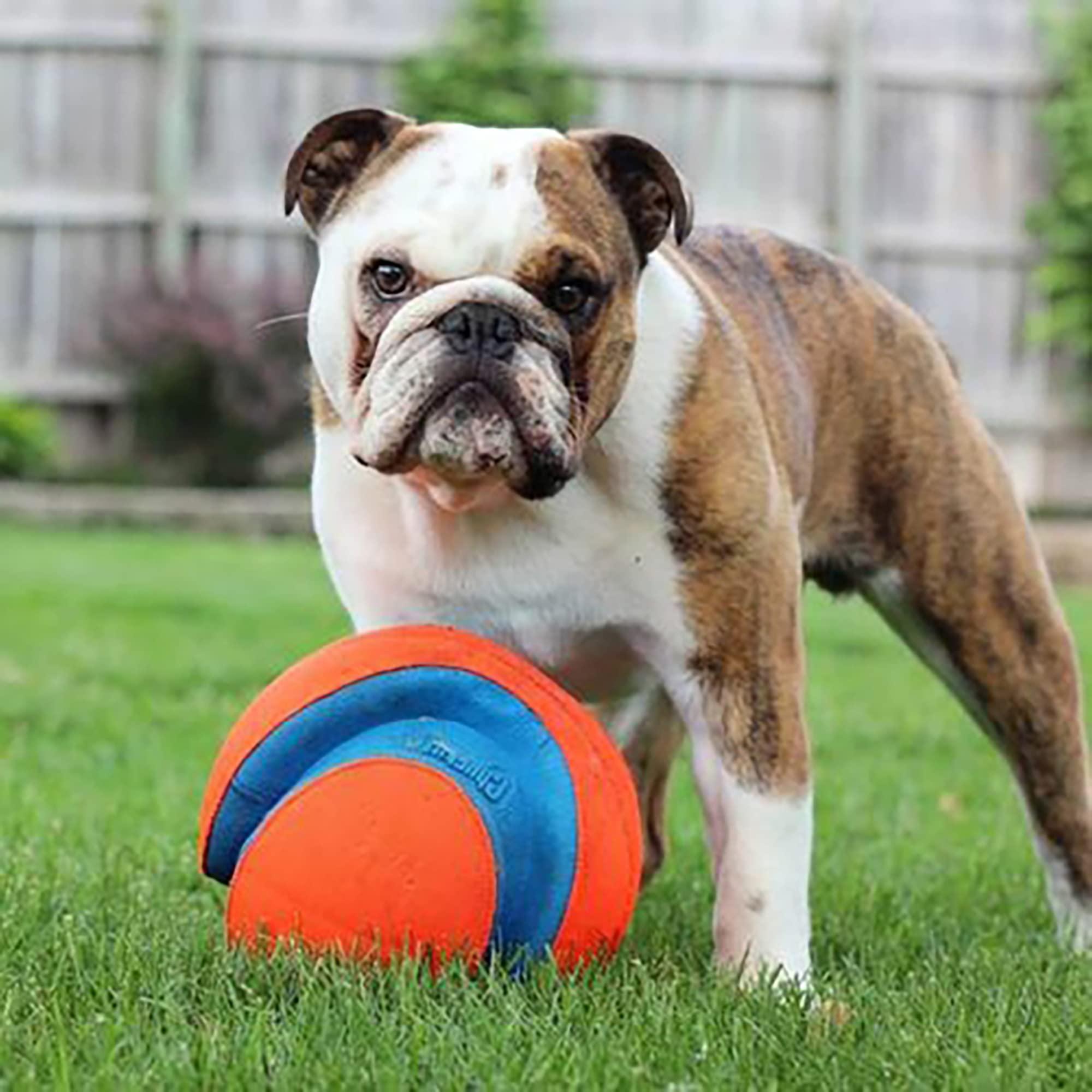Chuckit! Kick Fetch Ball Dog Toy - Floats in Water - Perfect for Interactive Play - Made with Durable Rubber and Foam - For Large Dogs - Size Large - 8-inch Diameter - Pack of 1 - Image 2