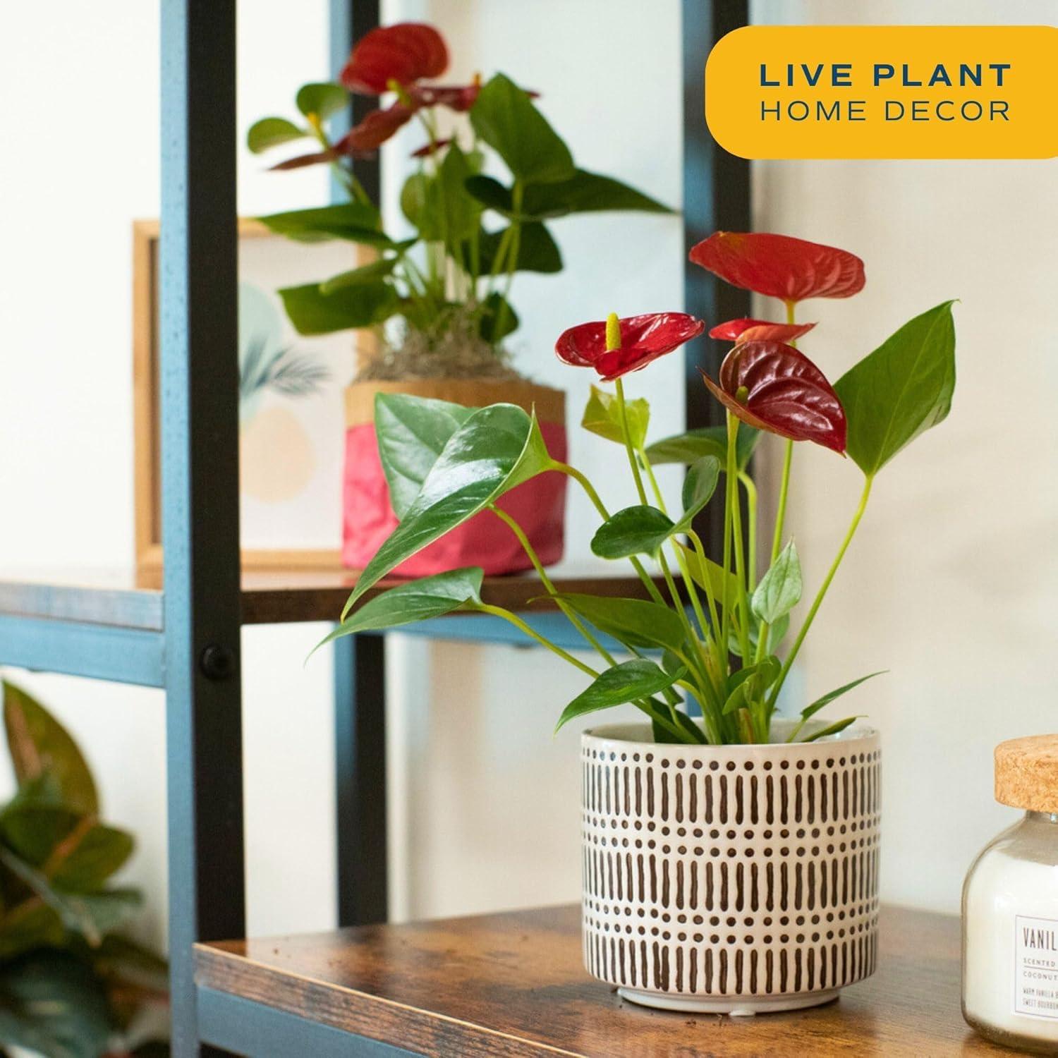 Costa Farms Anthurium Live Plant, 12-Inches Tall, Flowering Indoor Houseplant with Red Flowers in 4-Inch Cute Decor Pot, Unique Gift for Office, Home, Room Decor - Image 6