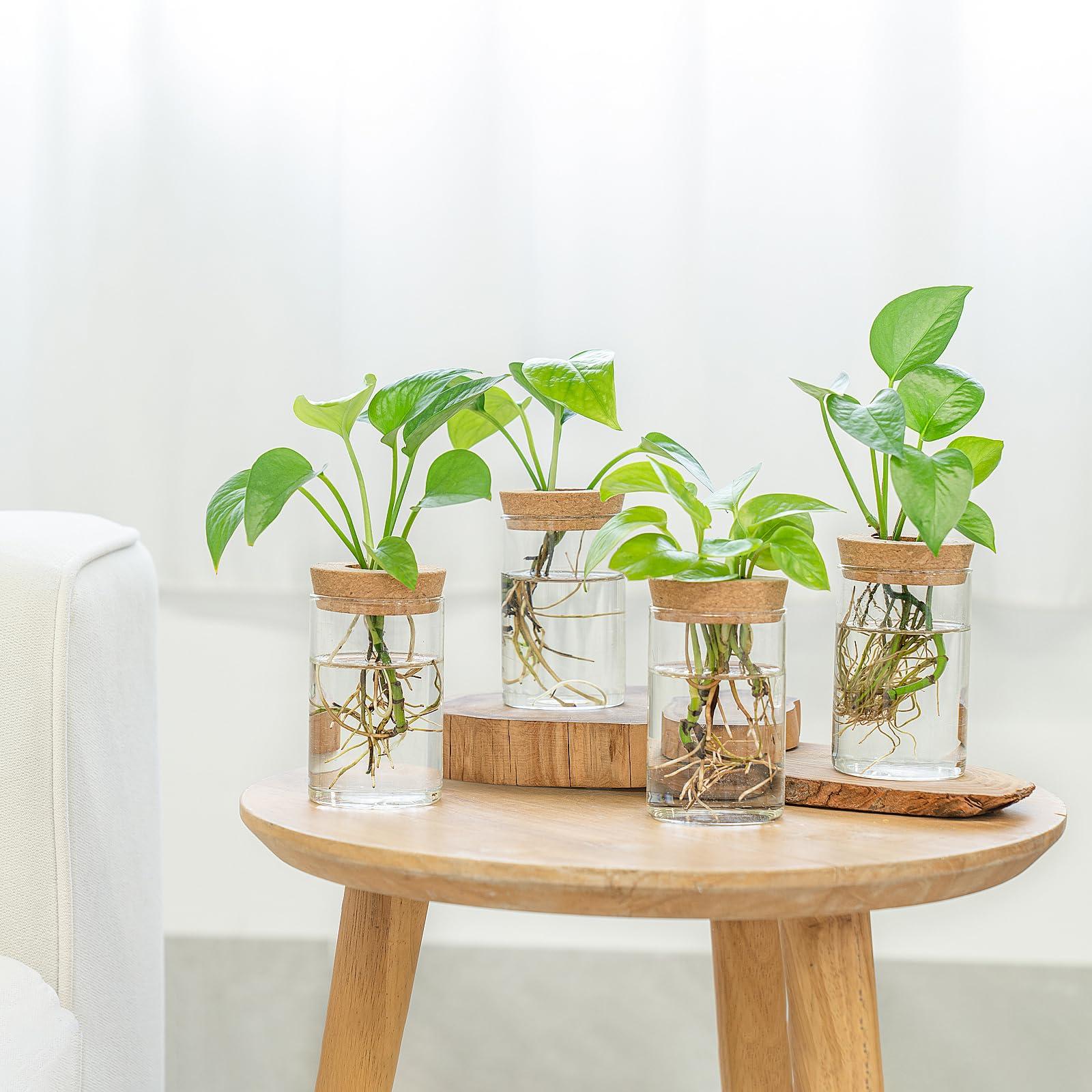 Dahey Plant Propagation Terrarium Desktop Glass Planter Station Water Planting Glass Vase with Lid and Wooden Stand for Propagating Hydroponic Plants Centerpiece Office Home Garden Decor, 4 Pcs - Image 2