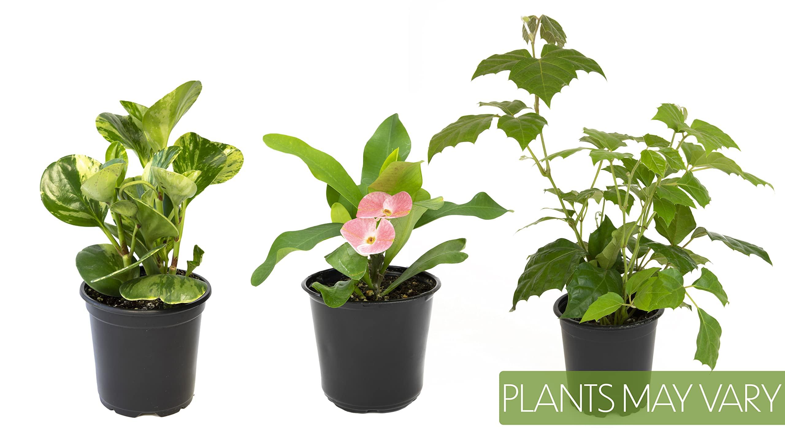 Essential Houseplant Collection (3PK) Live Plants Indoor Plants Live Houseplants in Plant Pots, Easy House Plants Indoors Live, Snake Plant, Pothos in Potting Soil, Clean Air Plants by Altman Plants - Image 3