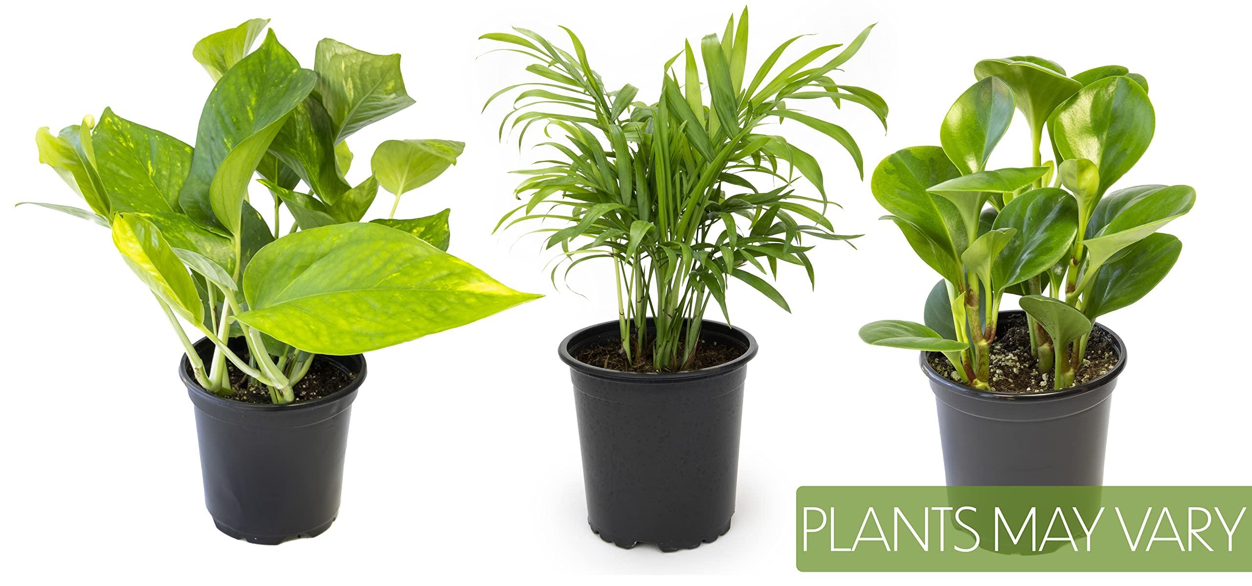 Essential Houseplant Collection (3PK) Live Plants Indoor Plants Live Houseplants in Plant Pots, Easy House Plants Indoors Live, Snake Plant, Pothos in Potting Soil, Clean Air Plants by Altman Plants - Image 4