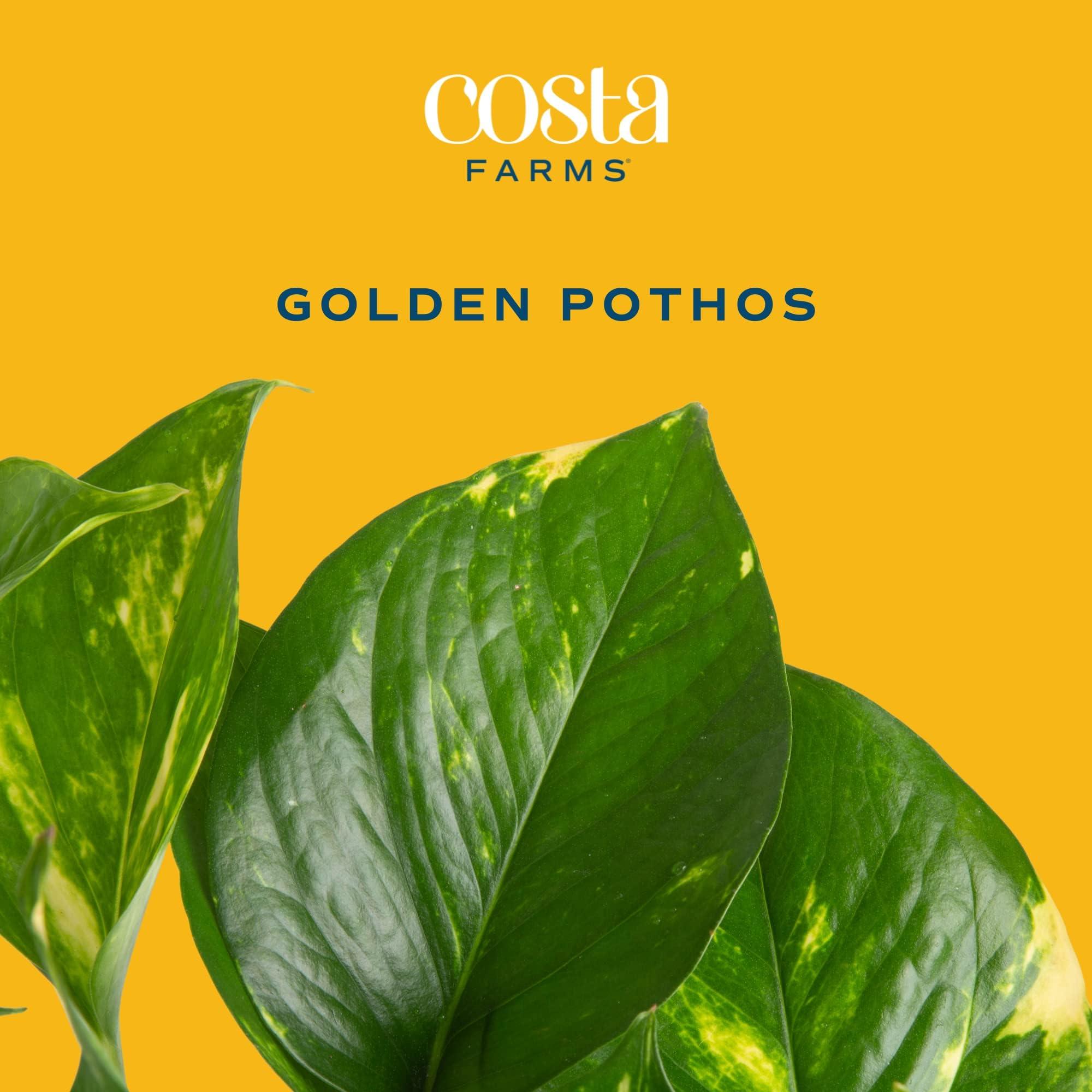 Costa Farms Live Pothos Plant, 10-Inches Tall, Easy to Grow Indoor Houseplant in 6-Inch Houseplant Pot, Vining, Trailing, Climbing Plant, Office, Desk or Home Décor - Image 2