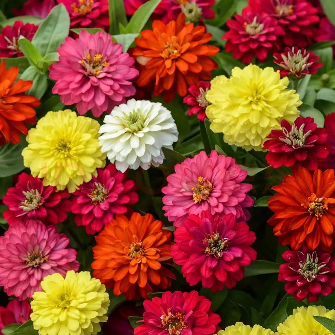 1000+ Crazy Blend Zinnia Seeds for Planting Zinnia Elegans Heirloom Open Pollinated & Untreated Mixed Color Zinnia Flowers - Image 2