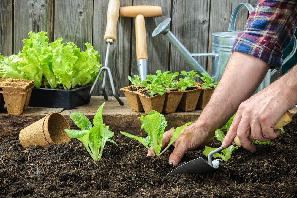 Buttercrunch Butterhead Lettuce Seeds for Planting, 1000 Heirloom Seeds Per Packet, (Isla's Garden Seeds), Non GMO Seeds, Botanical Name: Lactuca Sativa, Great Home Garden Gift - Image 6
