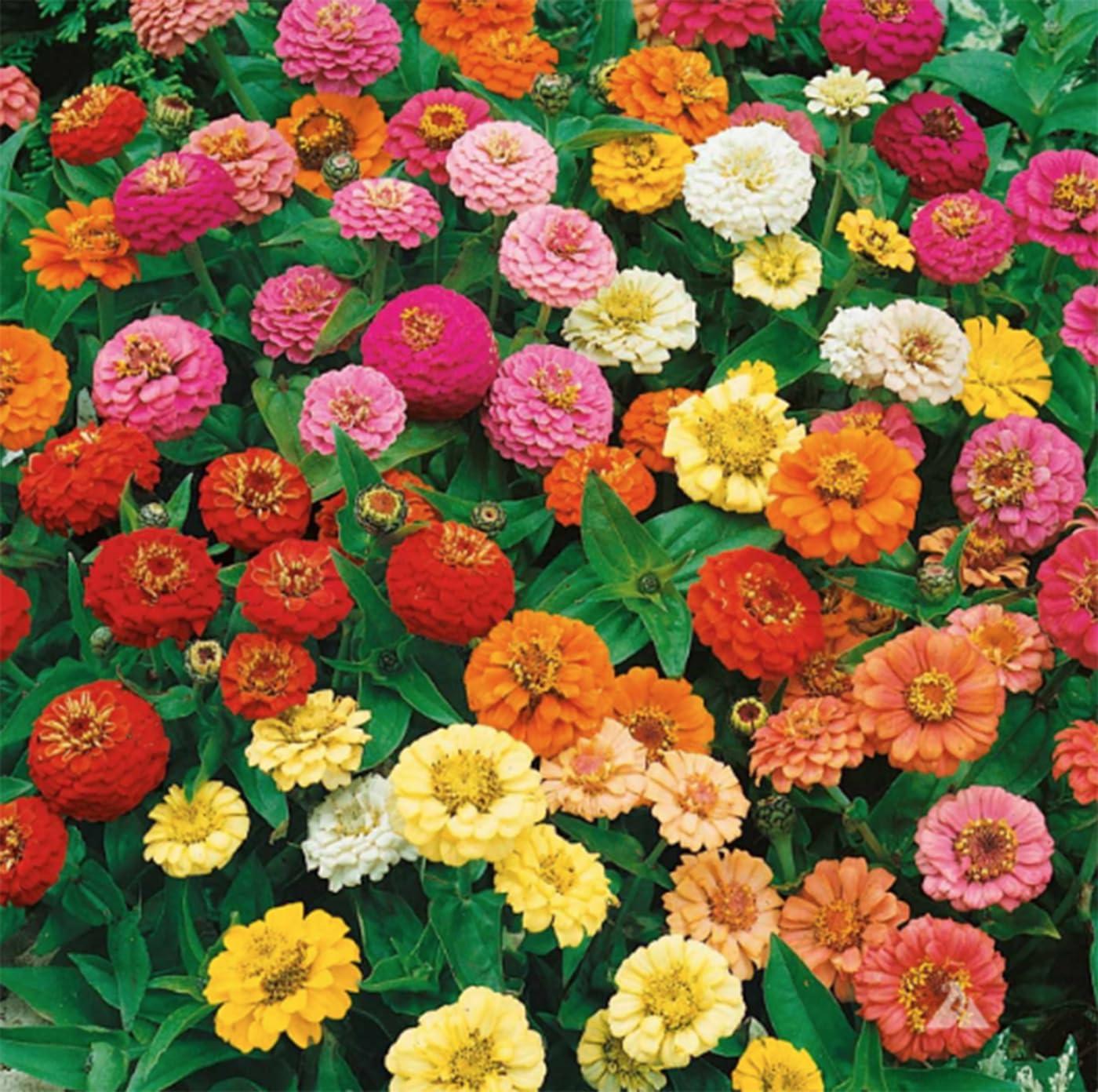 1000+ Crazy Blend Zinnia Seeds for Planting Zinnia Elegans Heirloom Open Pollinated & Untreated Mixed Color Zinnia Flowers - Image 8