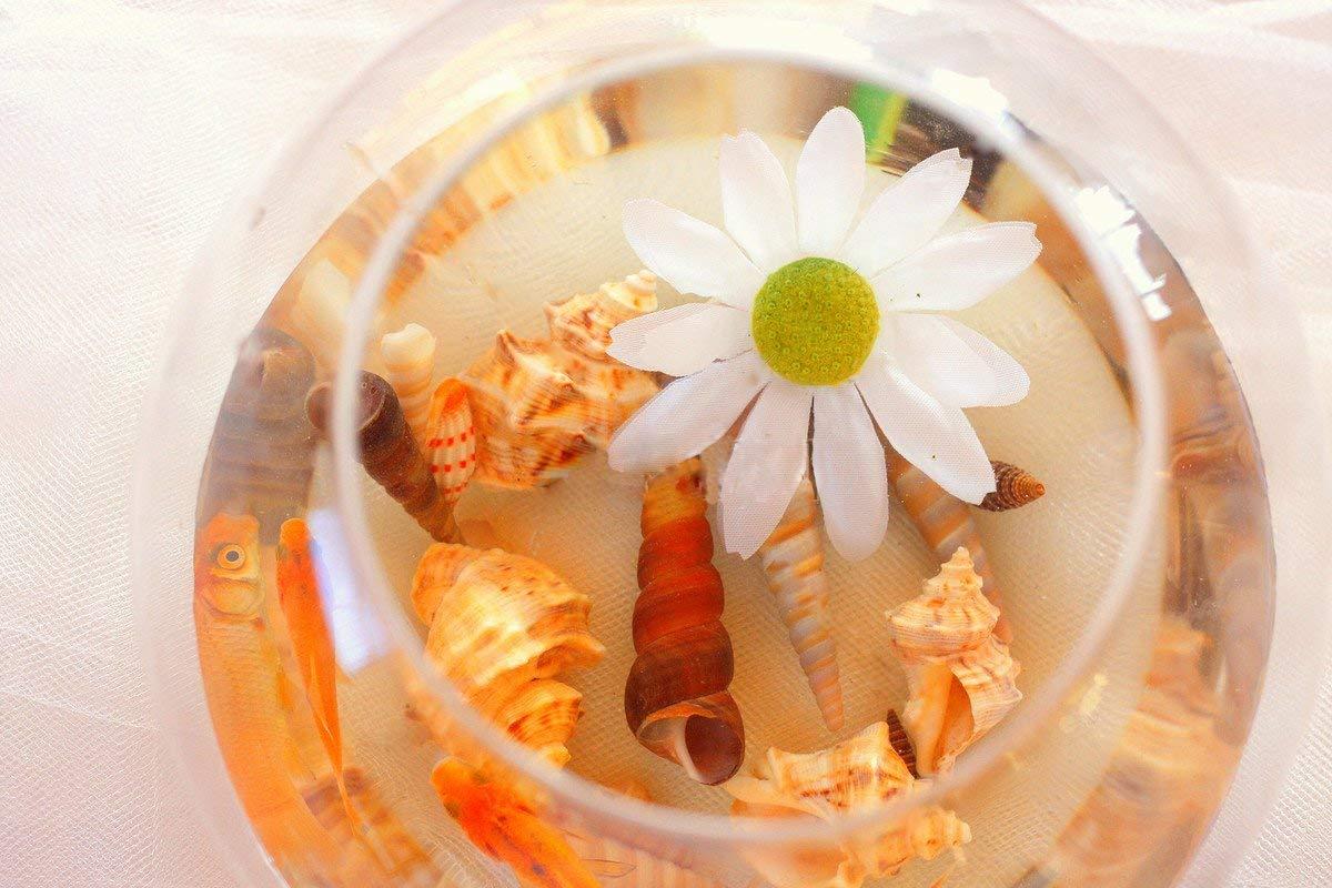 Sea Shells Mixed Beach Seashells 9 Kinds 1.2"-3.5 "Various Sizes Natural Seashells and 2 Kinds of Natural Starfish for Beach Themed Party DIY Crafts Fishtank Vase Fillers Home Wedding Decorations - Image 2