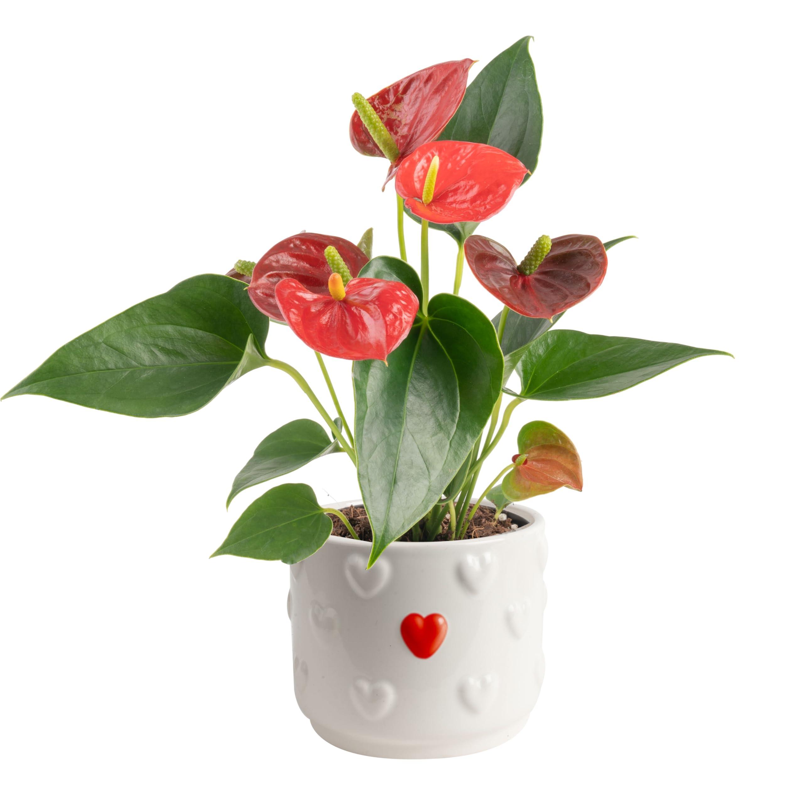 Costa Farms Anthurium Live Plant, 12-Inches Tall, Flowering Indoor Houseplant with Red Flowers in 4-Inch Cute Decor Pot, Unique Gift for Office, Home, Room Decor