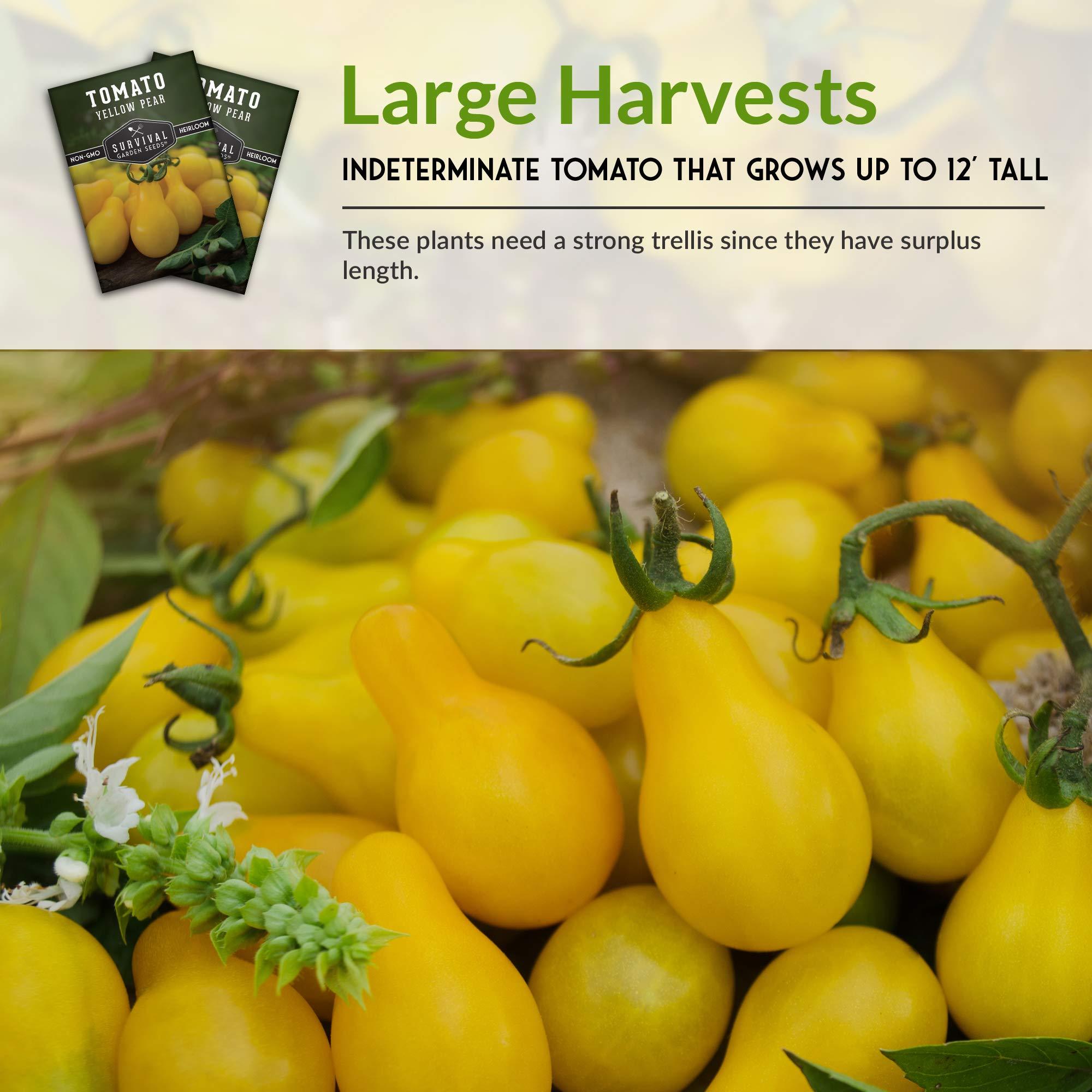 1 Pack Yellow Pear Tomato Seed for Planting - Packet with Instructions to Grow Golden Tomatoes in Your Home Vegetable Garden - Non-GMO Heirloom Variety - Survival Garden Seeds - Image 6