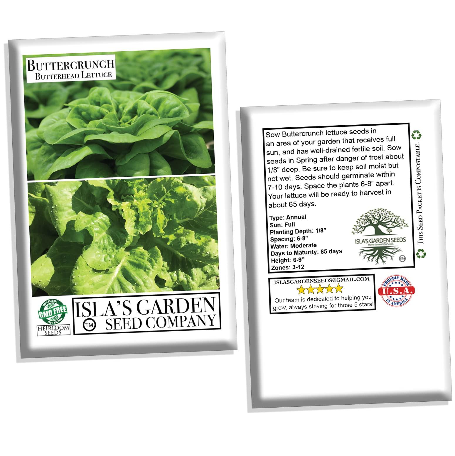 Buttercrunch Butterhead Lettuce Seeds for Planting, 1000 Heirloom Seeds Per Packet, (Isla's Garden Seeds), Non GMO Seeds, Botanical Name: Lactuca Sativa, Great Home Garden Gift - Image 7