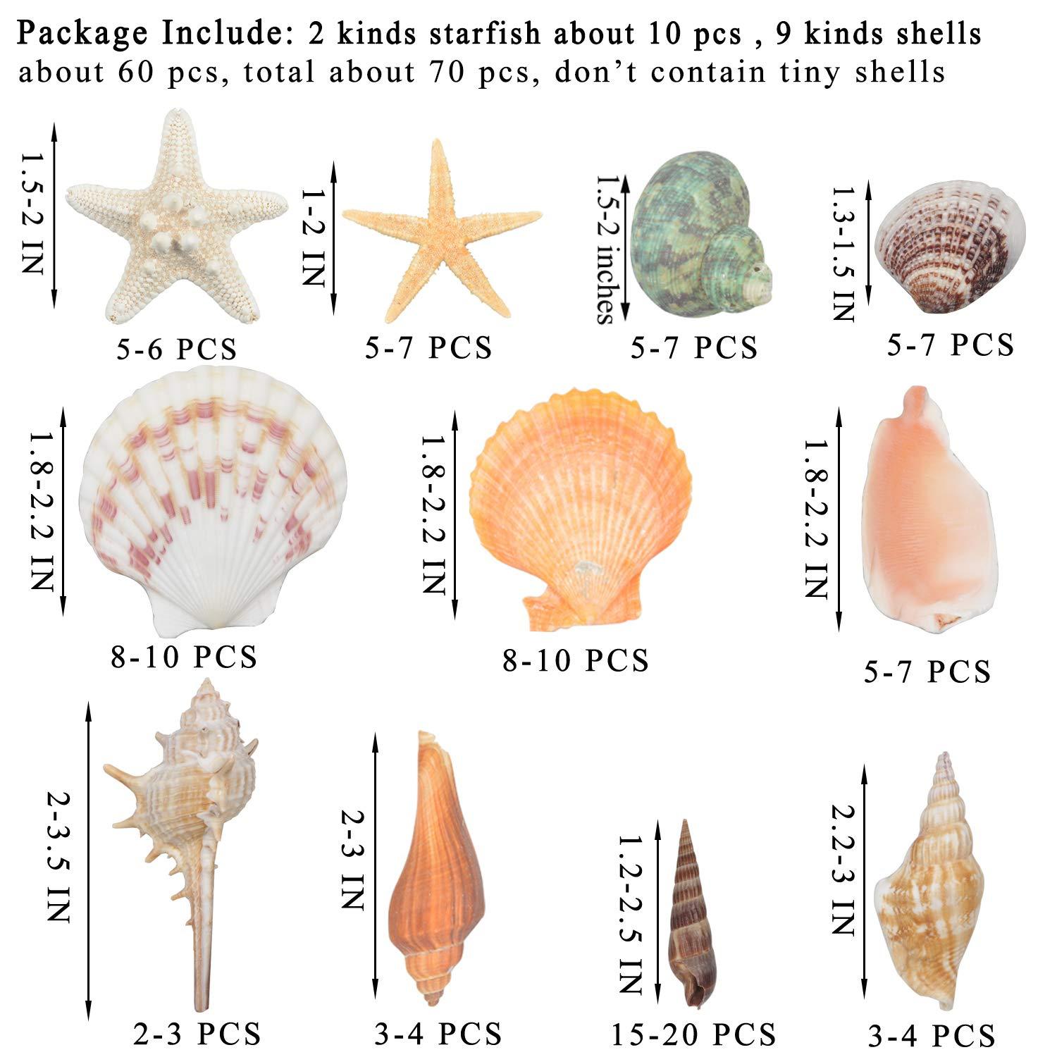 Sea Shells Mixed Beach Seashells 9 Kinds 1.2"-3.5 "Various Sizes Natural Seashells and 2 Kinds of Natural Starfish for Beach Themed Party DIY Crafts Fishtank Vase Fillers Home Wedding Decorations - Image 3